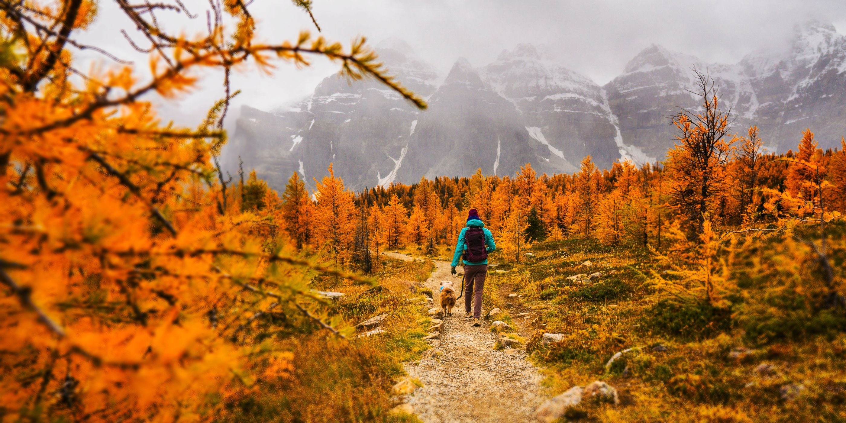 Herbstliche Hundewanderungen: Die Schönsten Routen in Deutschland im November