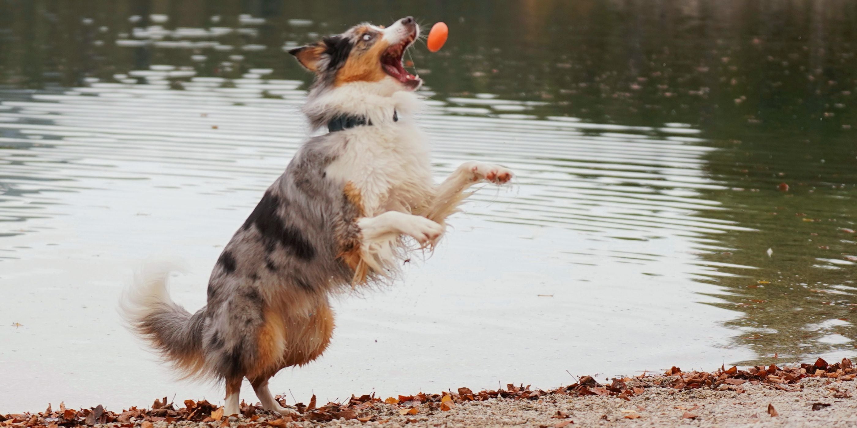 Nachhaltiges Hundespielzeug für Wasserratten - Unsere Top Picks!