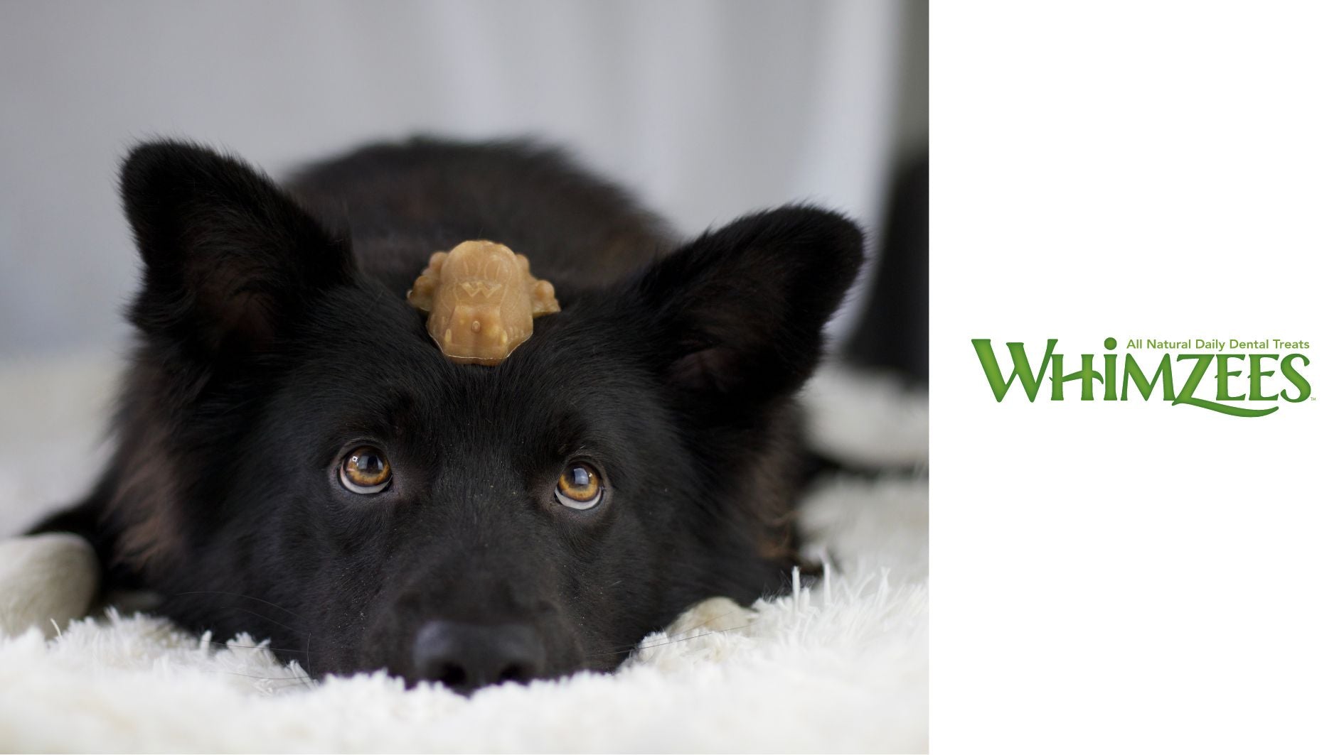 Whimzees vegane Kausnacks - vegane Kauartikel für Hunde bei Fairtails