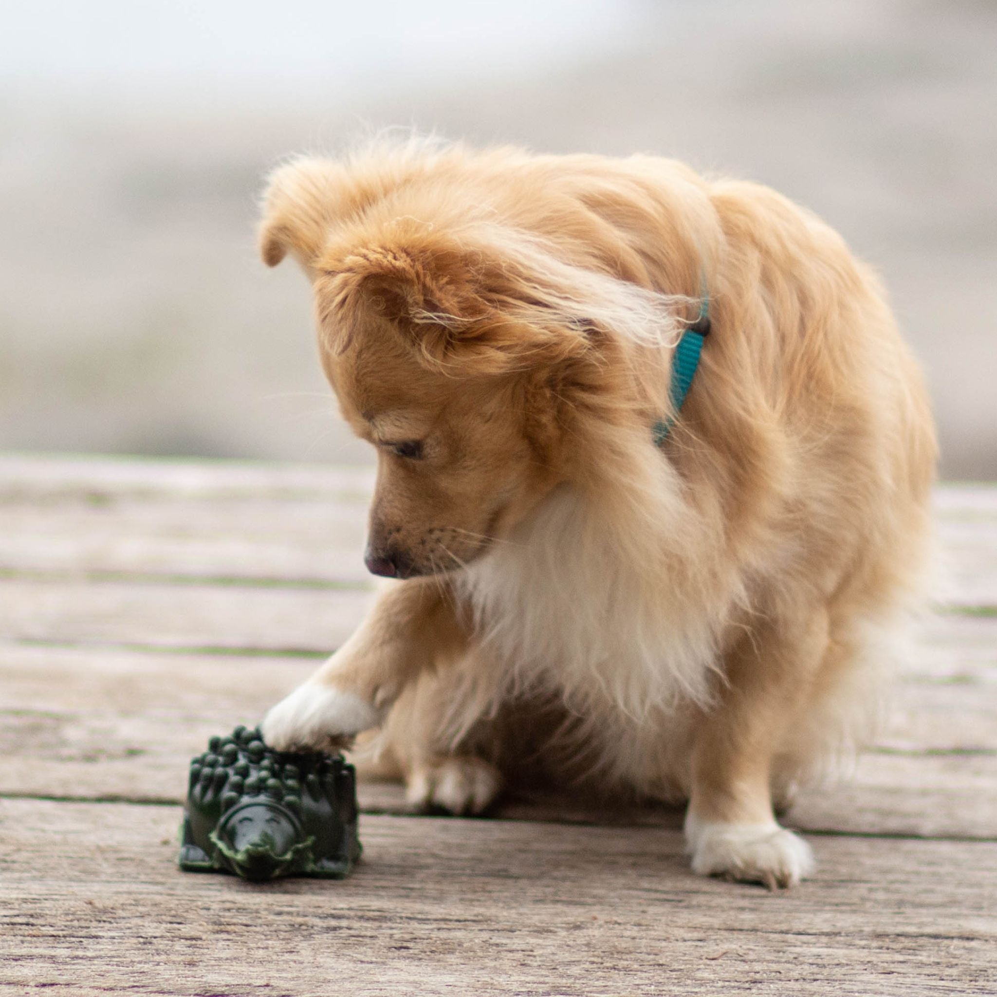 Veganer Kausnack für Hunde Antos Cerea Igel bei FairTails