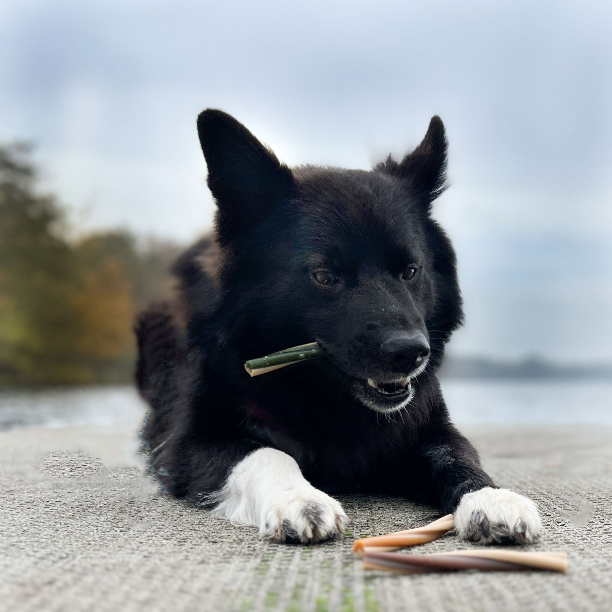 Croci -  Vegane Dentalsticks mit Kokos, Erdnuss und Minze