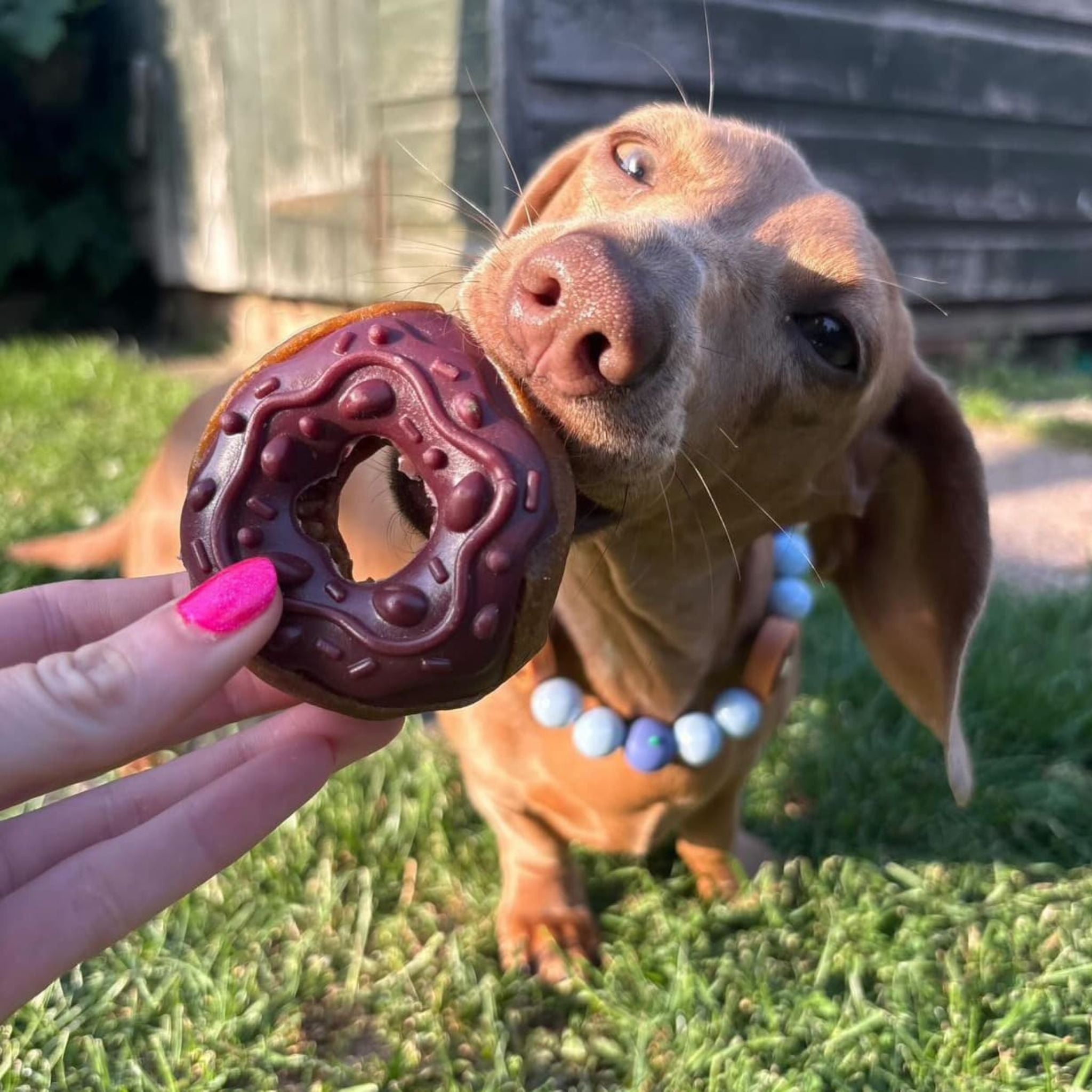 Doggy Donuts - vegane Hundedonuts bei Fairtails