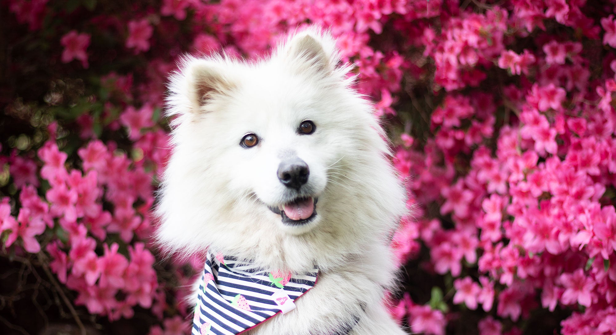 Nachhaltige Hundeprodukte bei Fairtails - Fairtails nachhaltiger Hundeshop Lilienthal