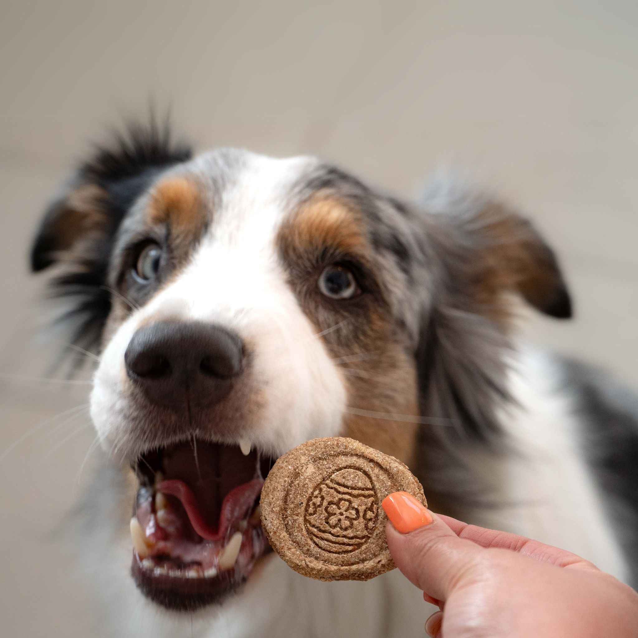 Fairtails Easter Taler - Osterkekse für Hunde