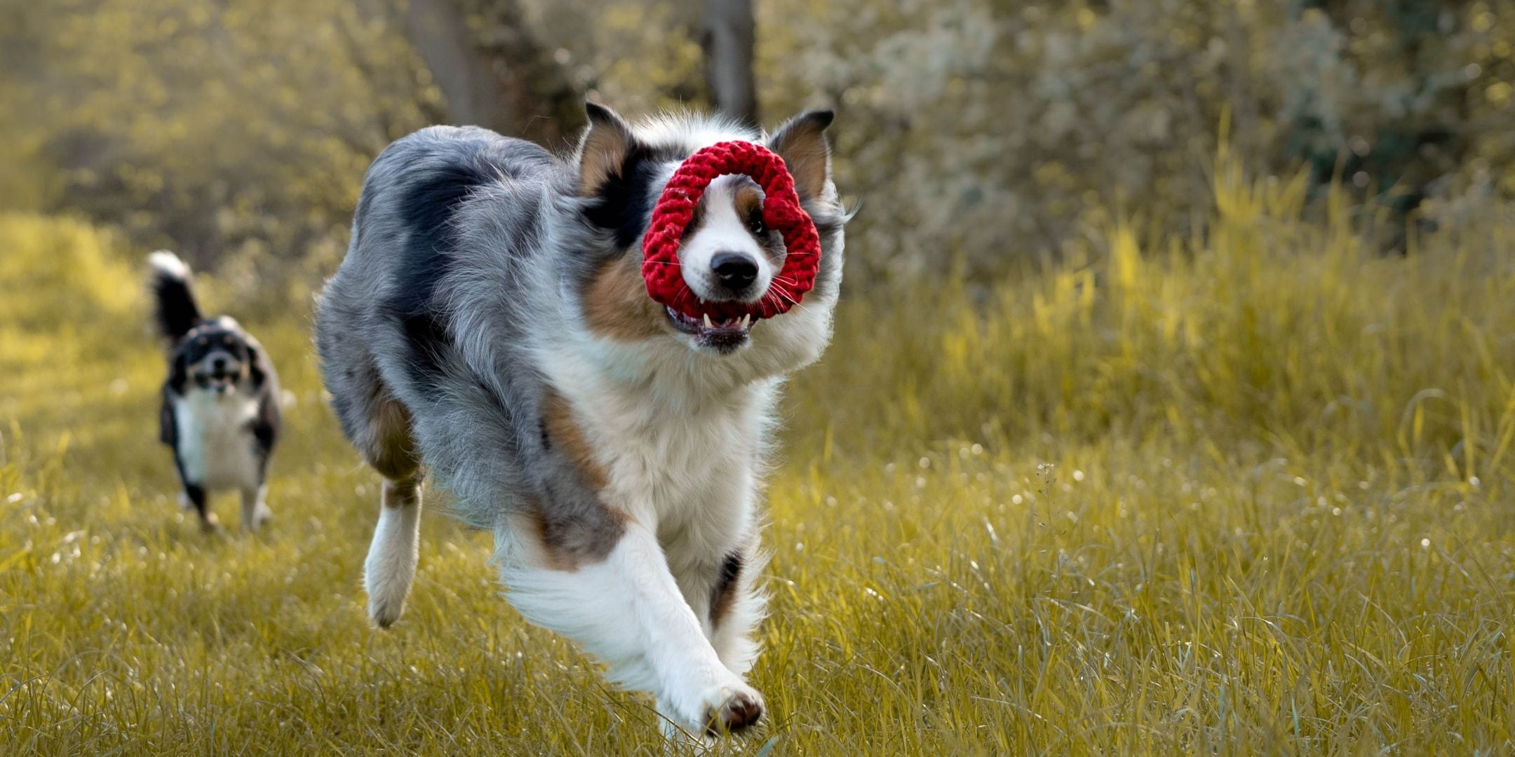 Nachhaltiger Hundeshop Fairtails - nachhaltige Hundeprodukte - veganer Hundeshop