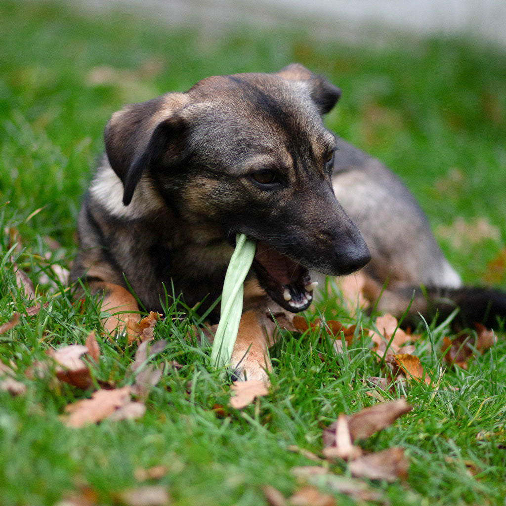 Garden Bites Fruity Dental Swirls - vegane Kauartikel
