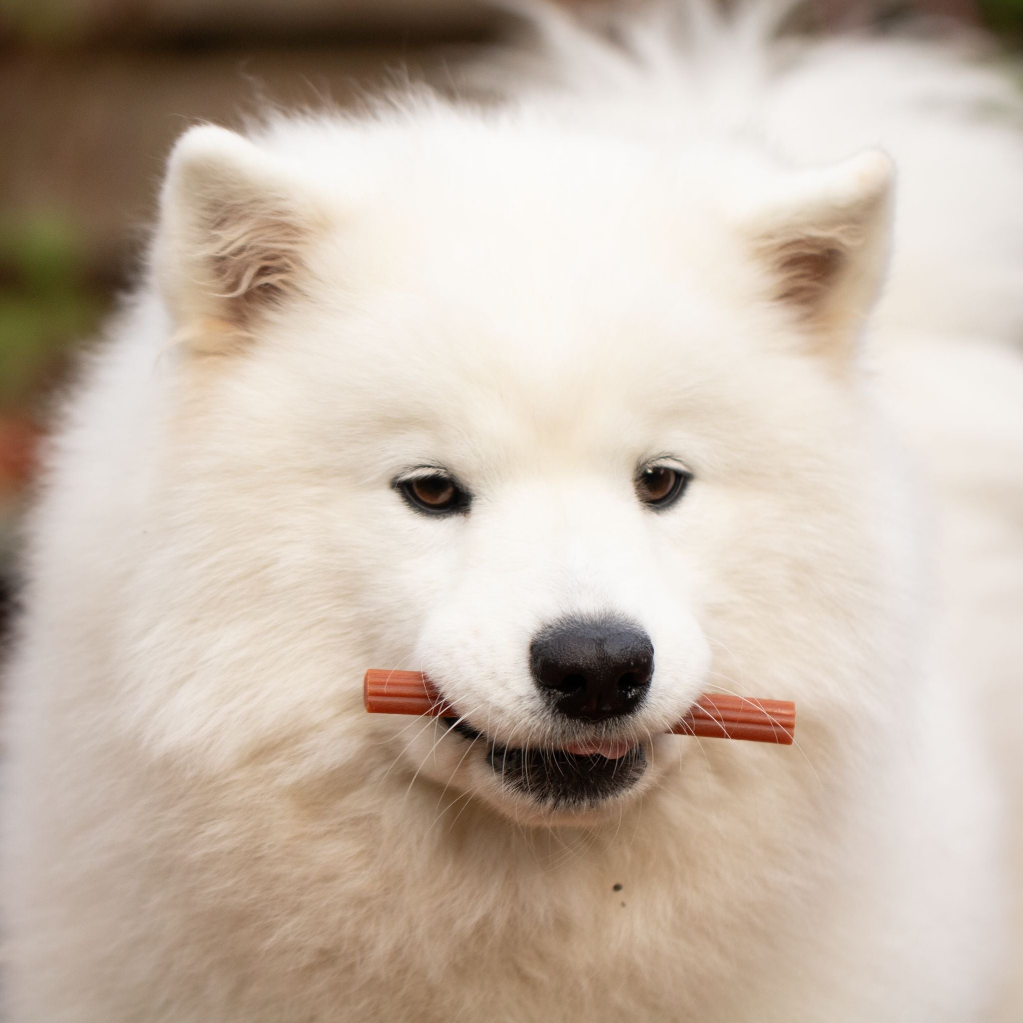Garden Bites Soft Fruity Sticks - fruchtiger, veganer Kausnack für Senior Hunde Fairtails