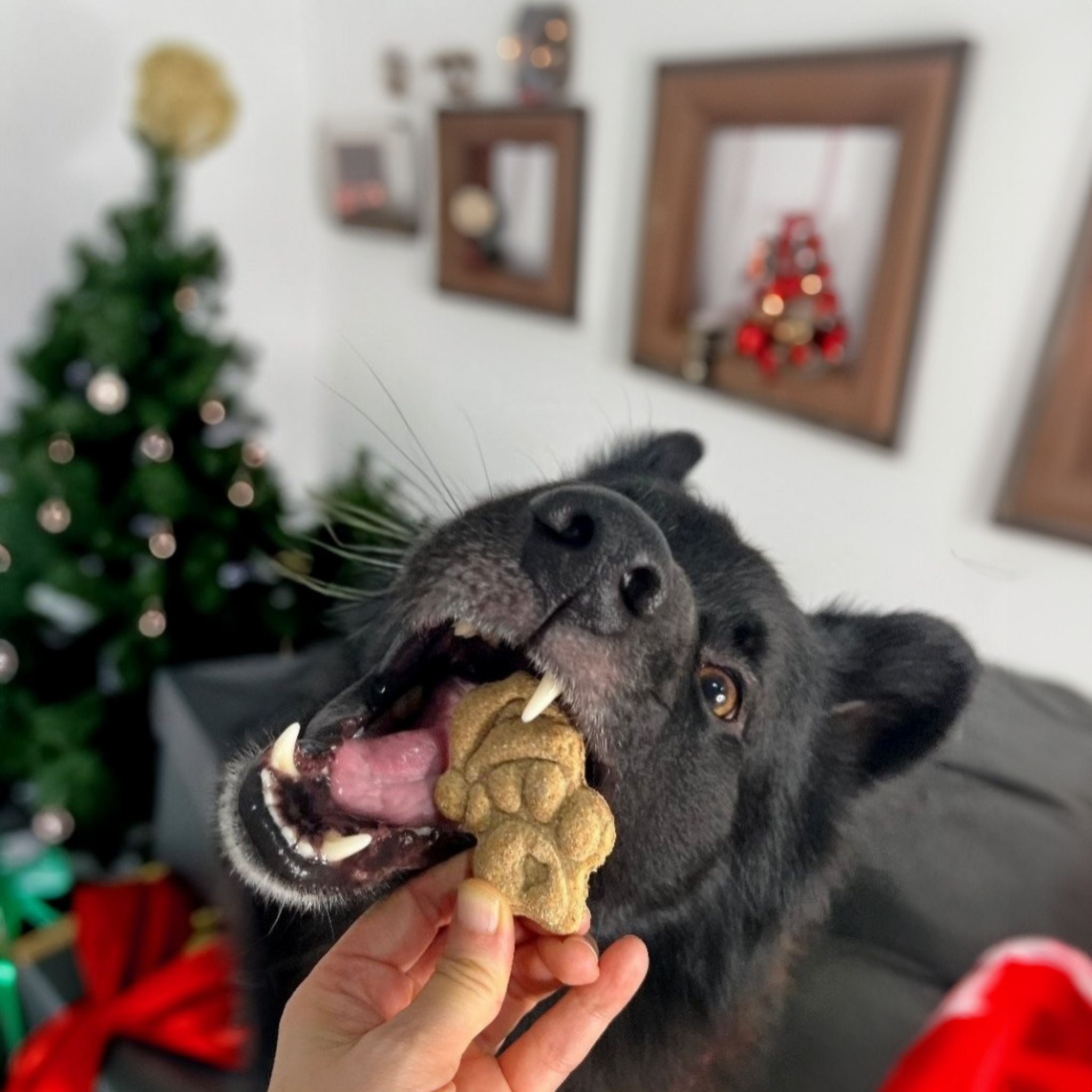 Jolly Paws - Vegane Weihnachtsleckerli für Hunde