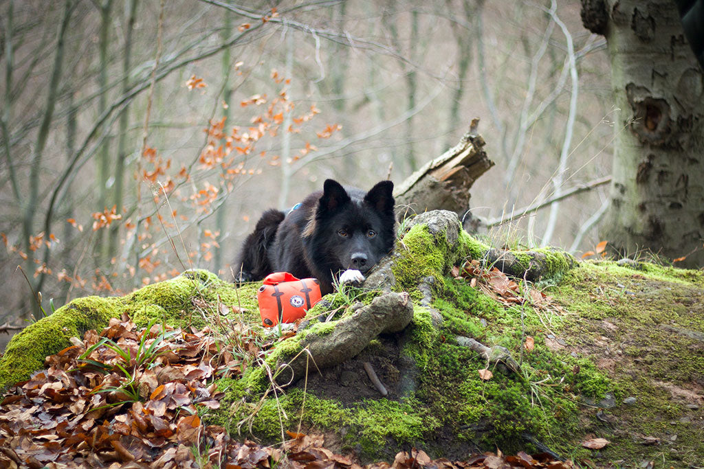 Nachhaltiger Hundeshop - nachhaltige Hundeprodukte Fairtails