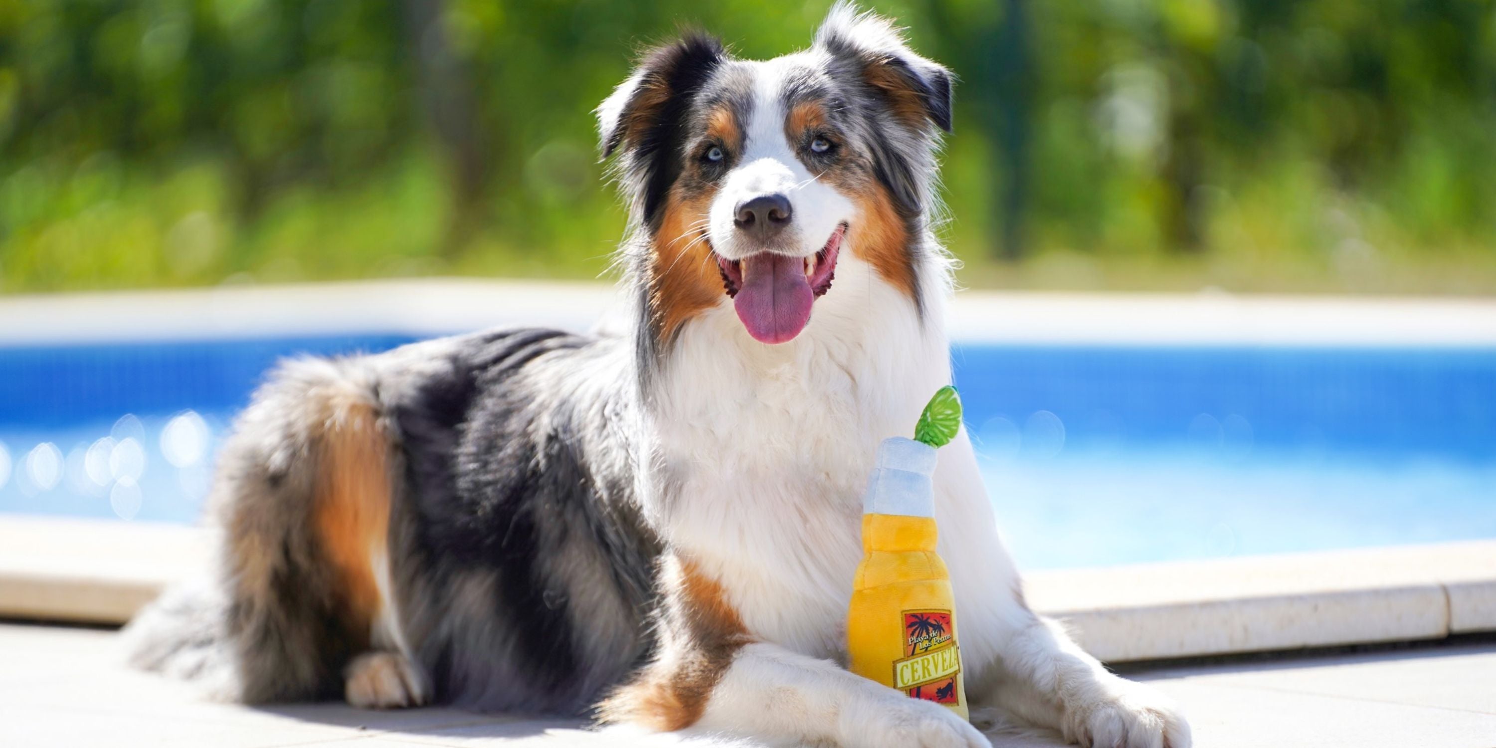 Fairtails - nachhaltige Hundeprodukte, vegane Snacks, Insektensnacks, Bio für Hunde