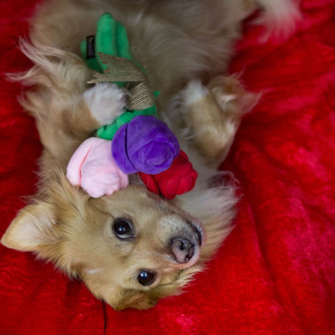 Rosen Valentinstag Hund Fairtails