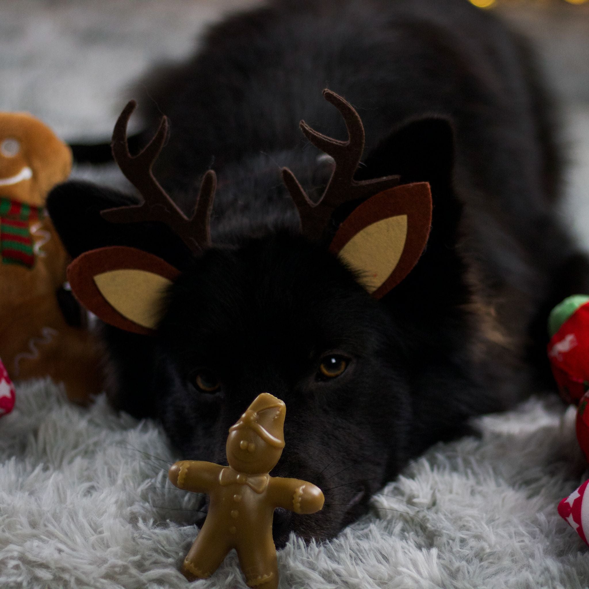 Antos Rudolph & Gingy - vegane Weihnachtssnacks für Hunde (10 Stück/460g)