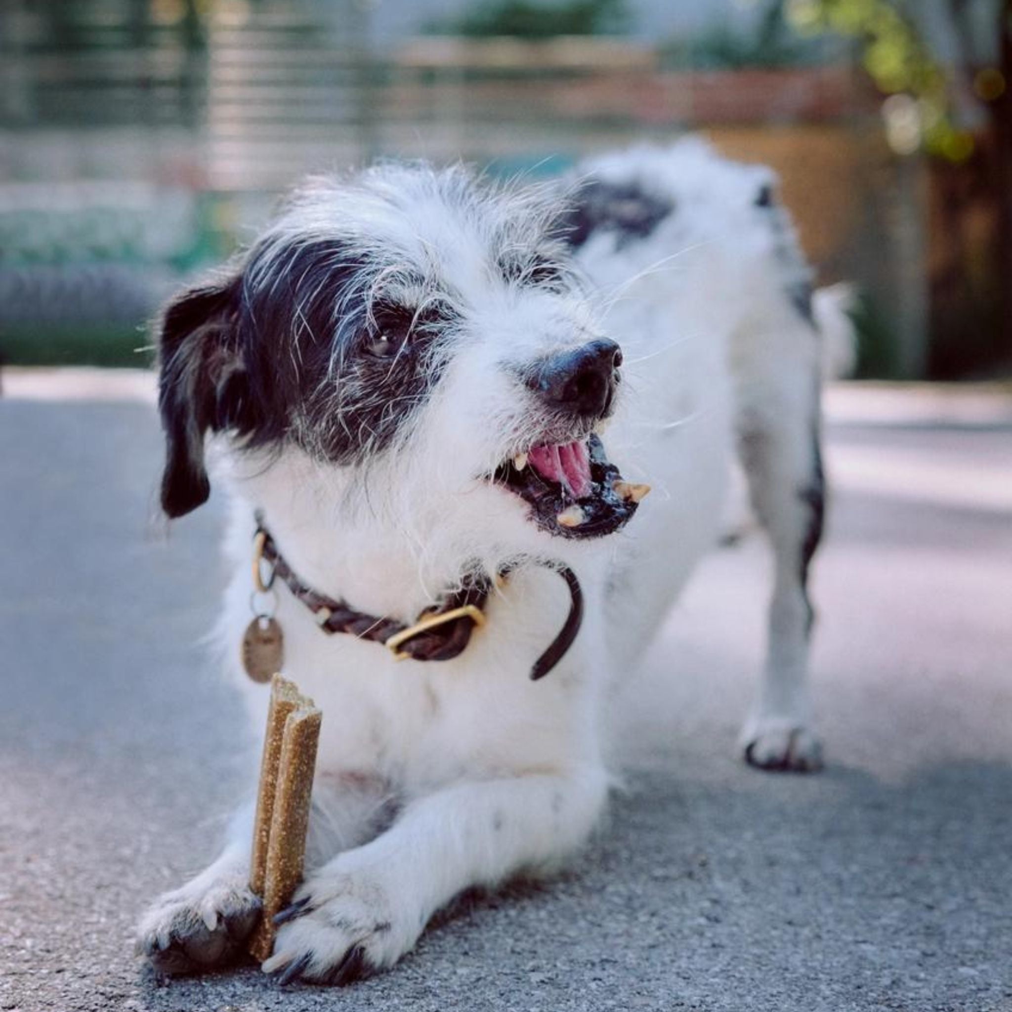 VEGDOG Mobilities - vegane Kauartikel für Hunde - Fairtails