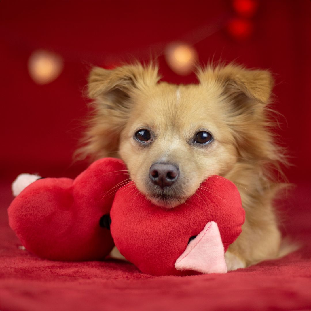 P.L.A.Y. Fur Ever Hearts