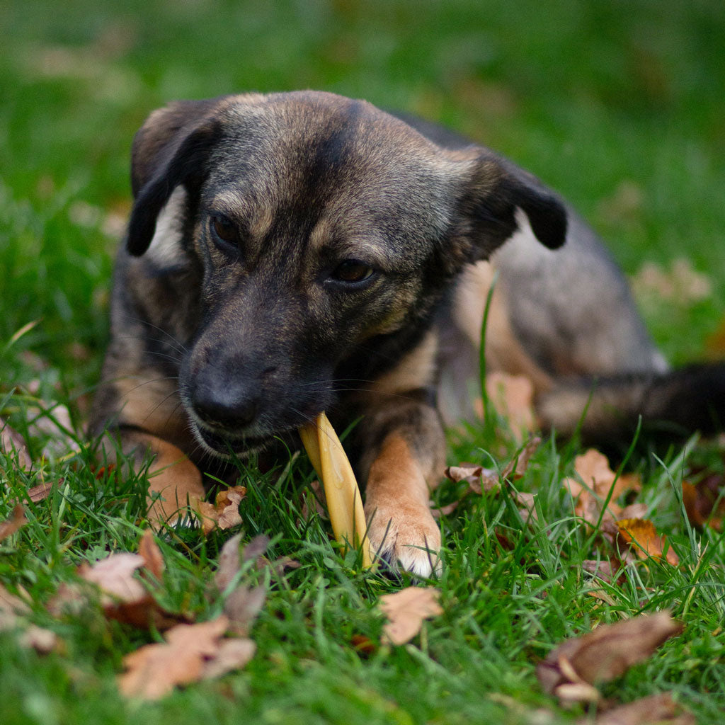 Garden Bites Fruity Swirls vegane Kauartikel Hund 