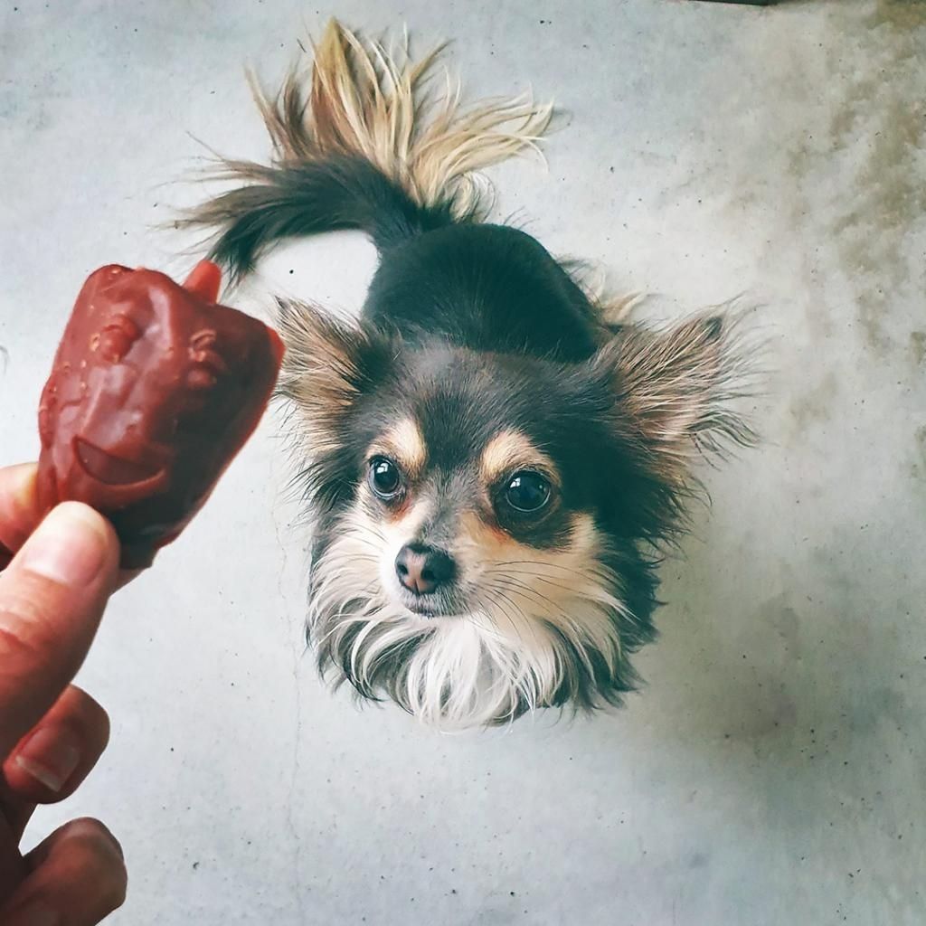 Garden Bites Veggie Friends vegane Kauartikel bei Fairtails