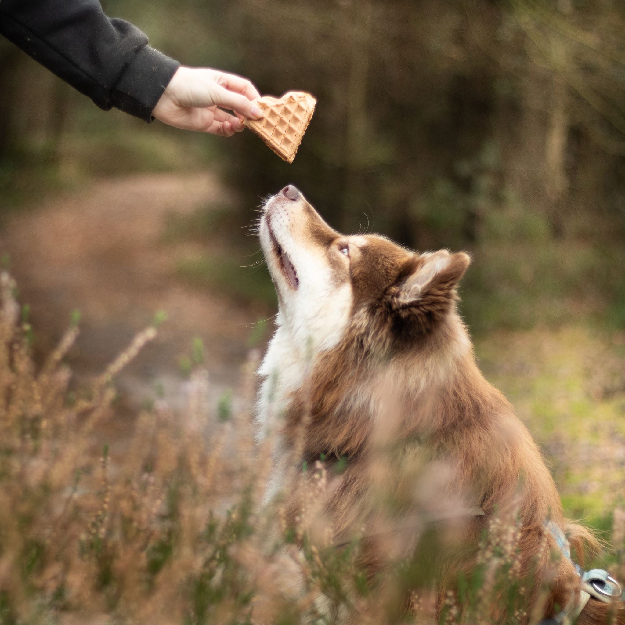 Vegane Hundeleckerli Waffeln aus Kürbis für Hunde