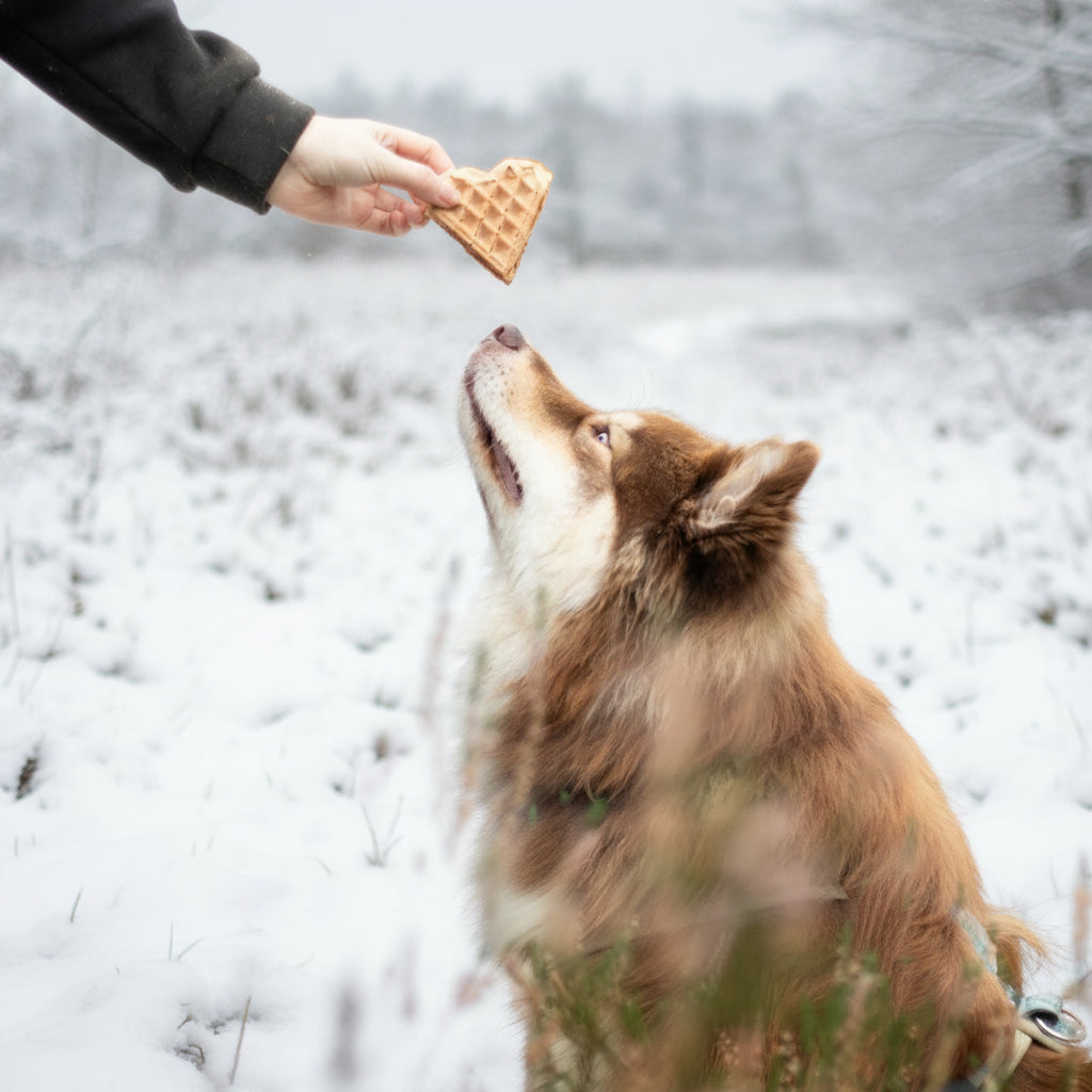 Vegane Hundeleckerli Waffeln aus Kürbis für Hunde
