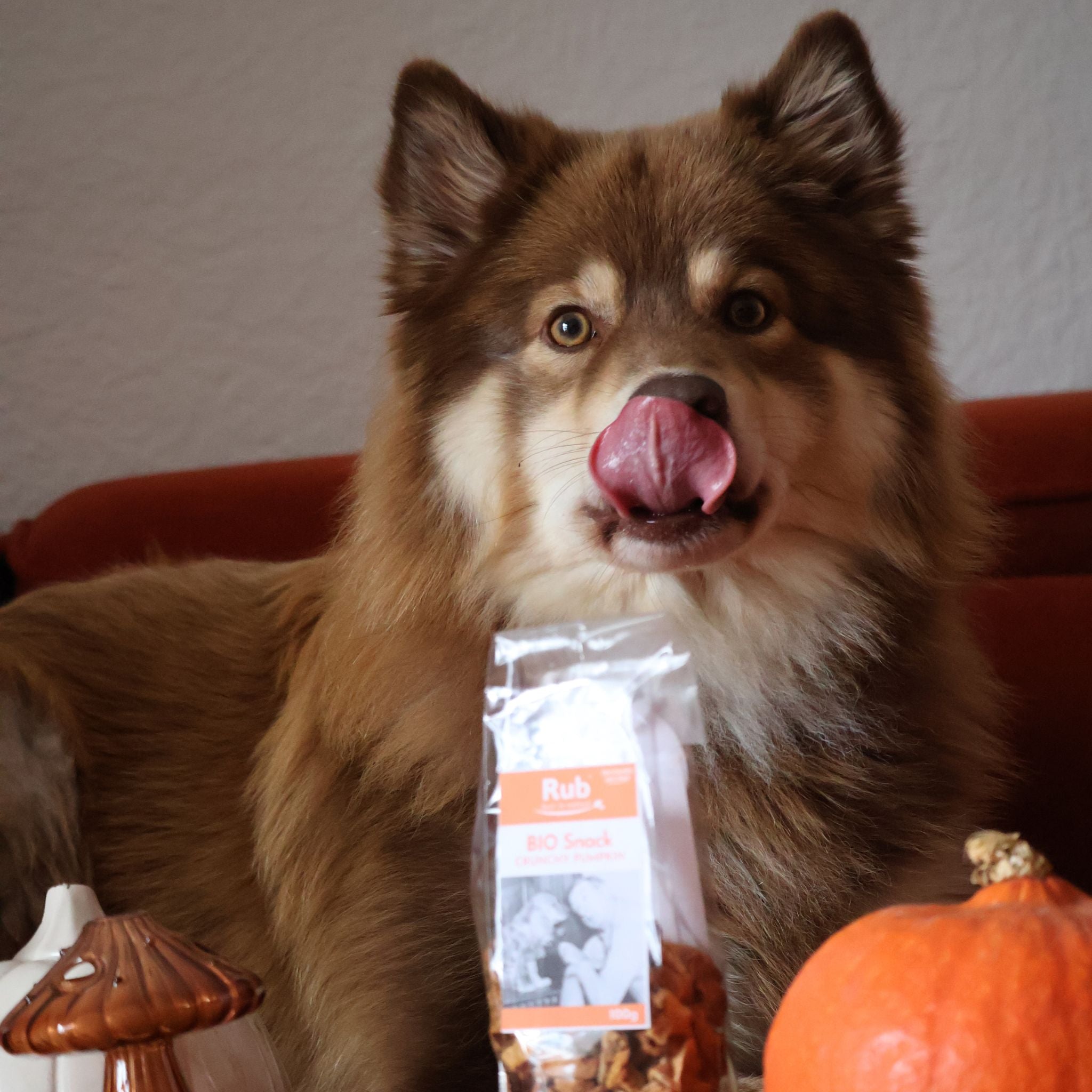 Retorn Crunchy Pumpkin - Knusprige vegane Hundeleckerli aus Kürbis bei Fairtails
