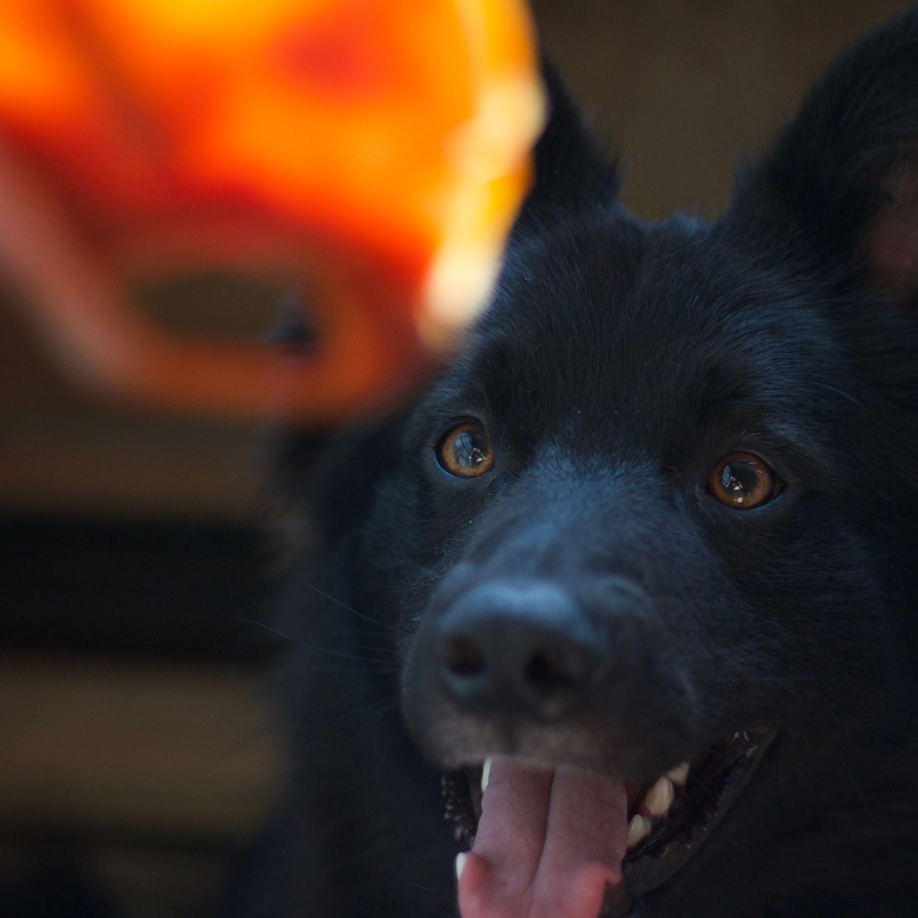 Vegane Kauartikel Hund | vegane Schweineohren für Hunde | Fairtails