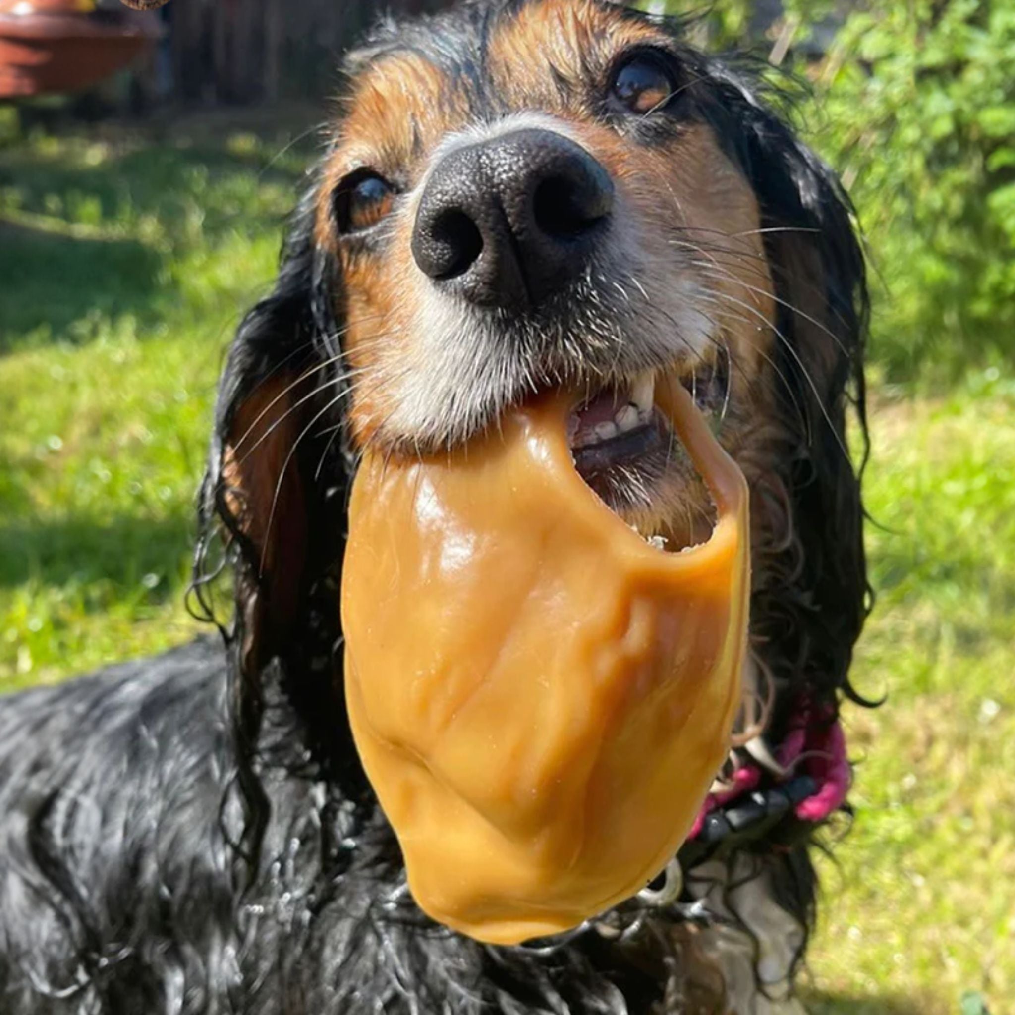 Veganes Schweineohr Erdnussbutter Kausnack für Hunde bei Fairtails
