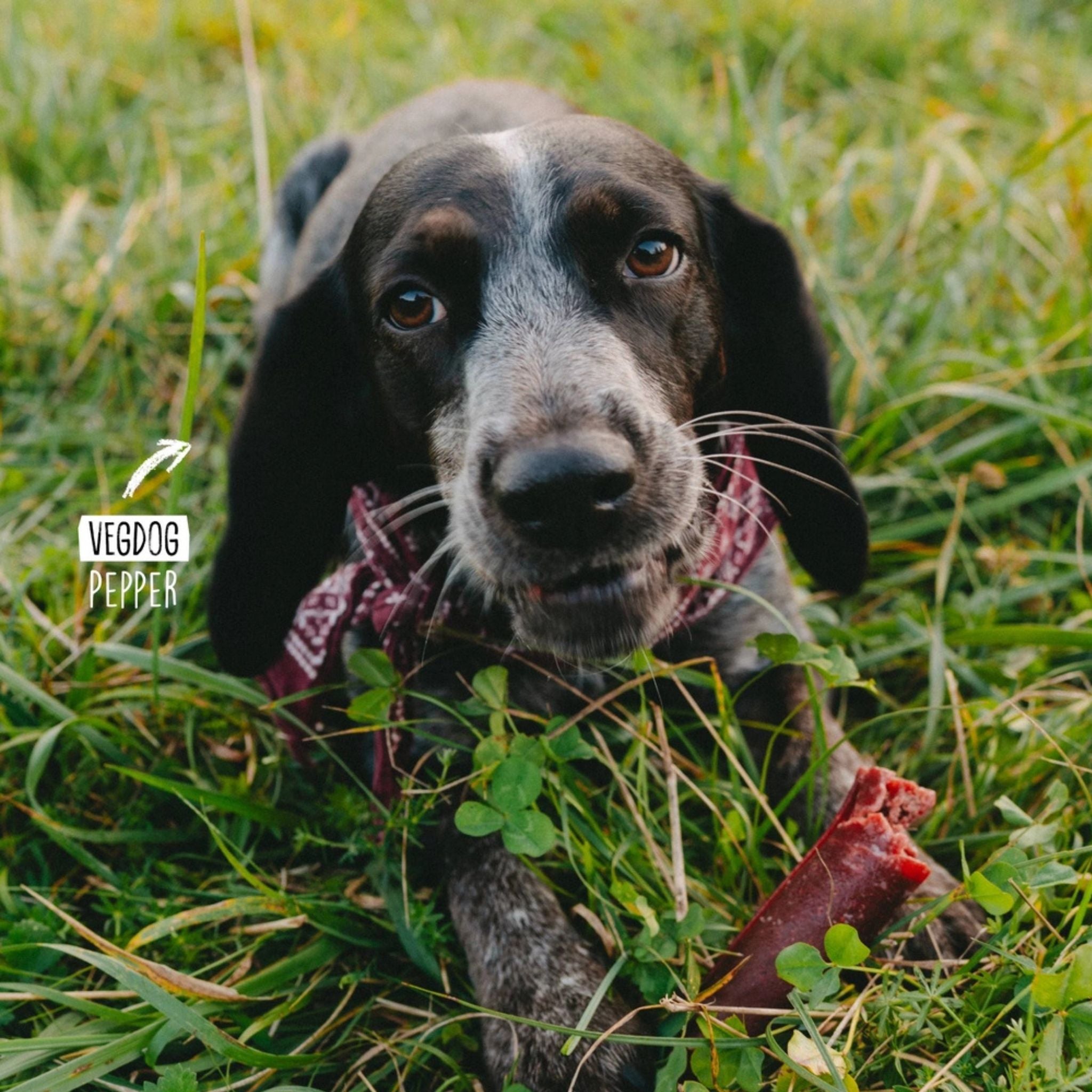Vegane Kauartikel Hund Vegdog Chewies XL bei Fairtails