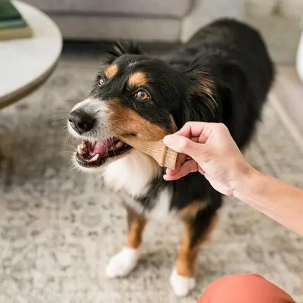 Whimzees Antler - vegane Kauartikel für Hunde bei Fairtails