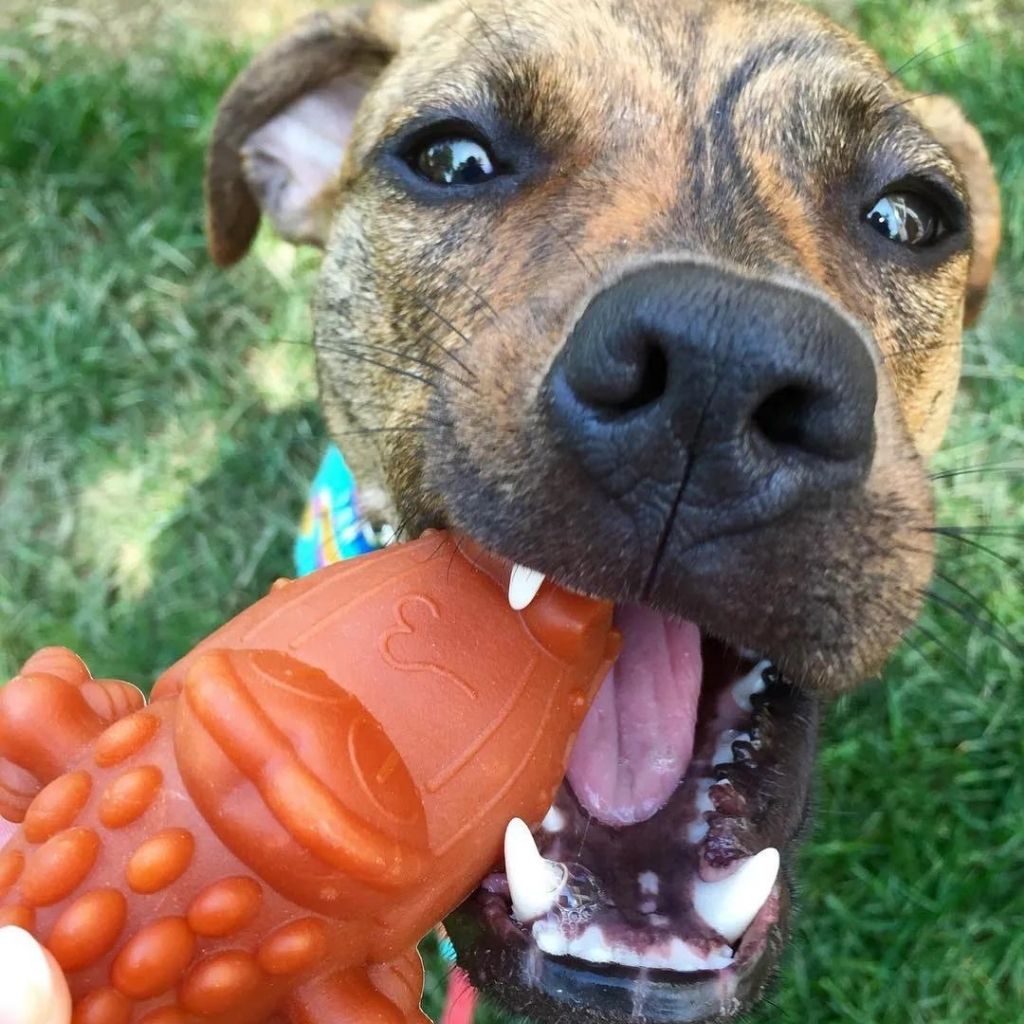 Whimzees Krokodil Veganer Kausnack für Hund, vegane Kauartikel, vegane Kauknochen für Hunde bei bei FairTails