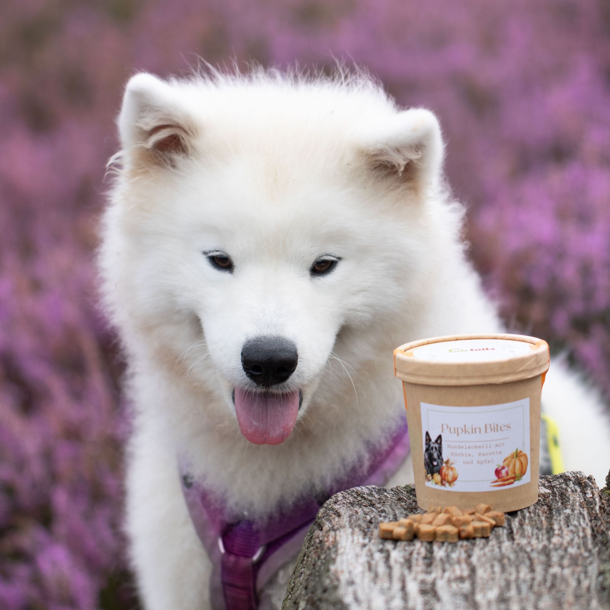 Vegane Hundeleckerli mit Kürbis bei Fairtails