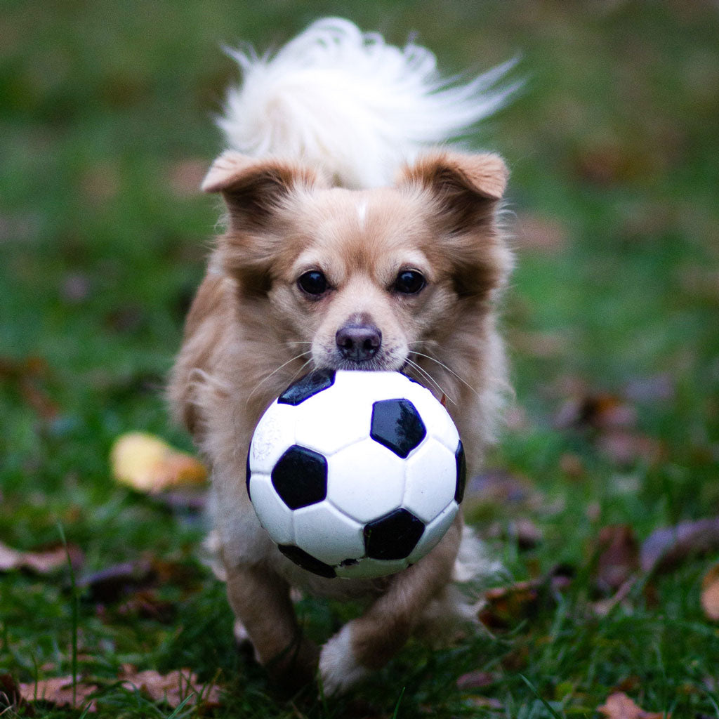 Planet Dog Fussball für Hunde - nachhaltiges Hundespielzeug bei Fairtails