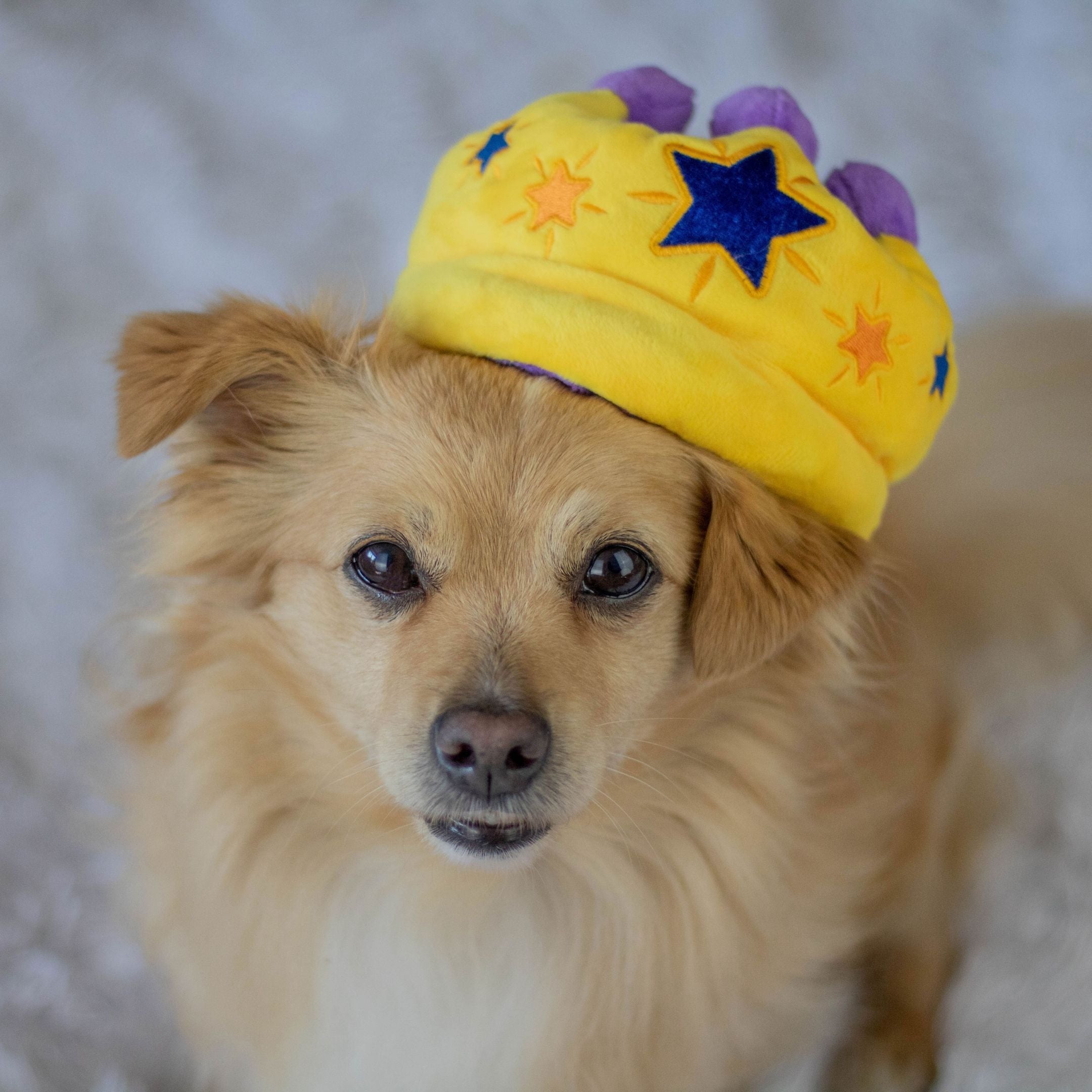 P.L.A.Y. Hundespielzeug Party Geburtstag, Gotcha Day Krone - Nachhaltiges Spielzeug bei FairTails