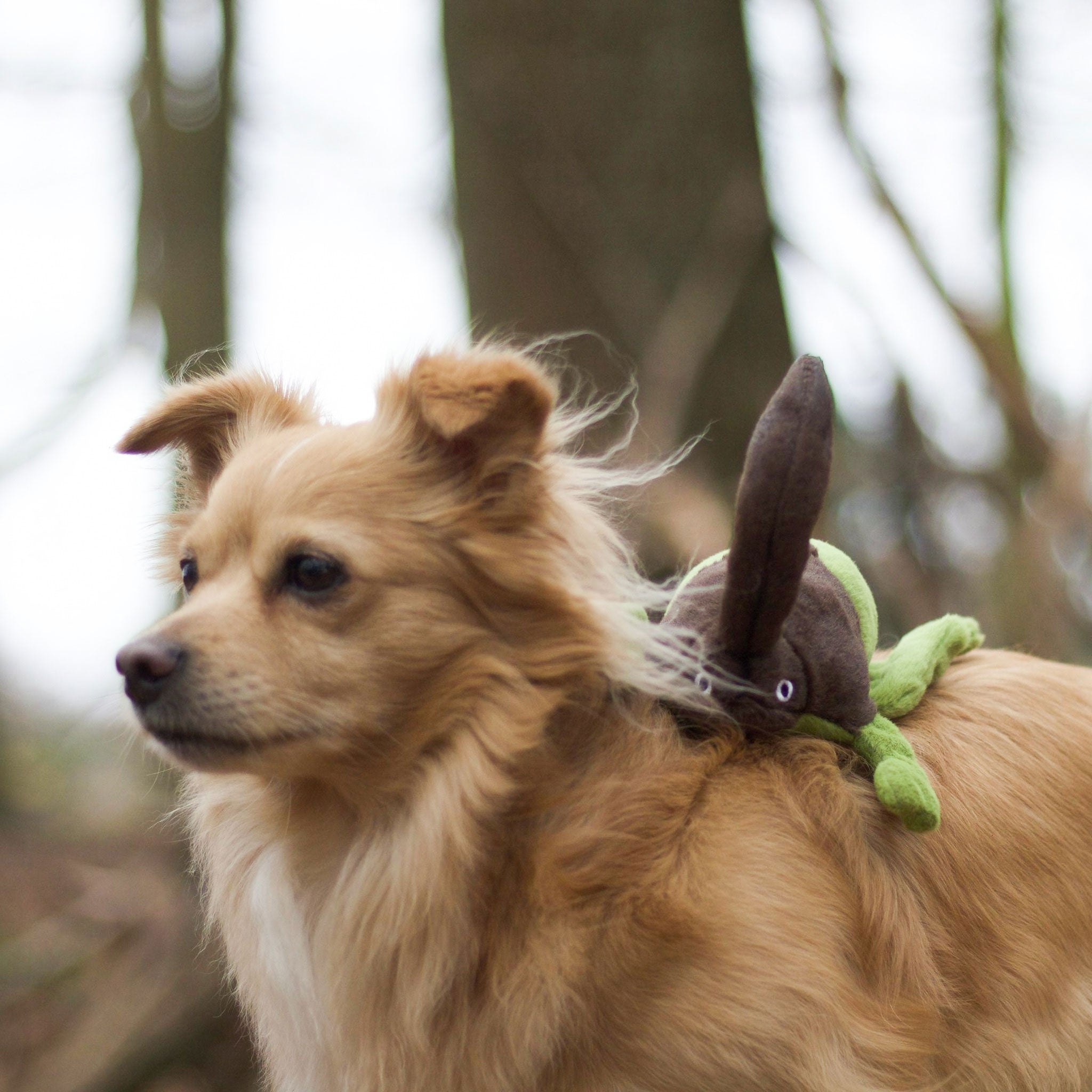 P.L.A.Y. Hundespielzeug Nashornkäfer nachhaltiges Hundespielzeug bei Fairtails