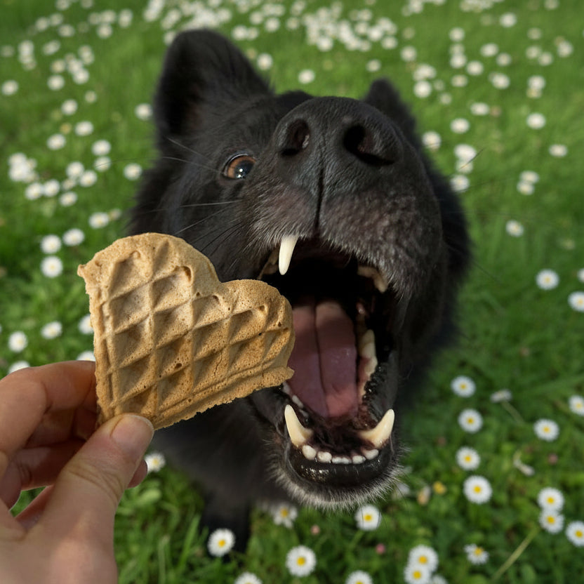 Vegane Hundeleckerli Hundewaffel Banane Erdnuss - Fairtails