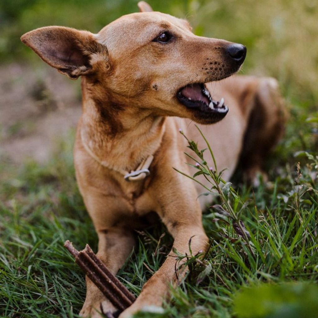 GREEN PETFOOD VeggieDog Dentie | vegane Kauartikel Hund | Fairtails