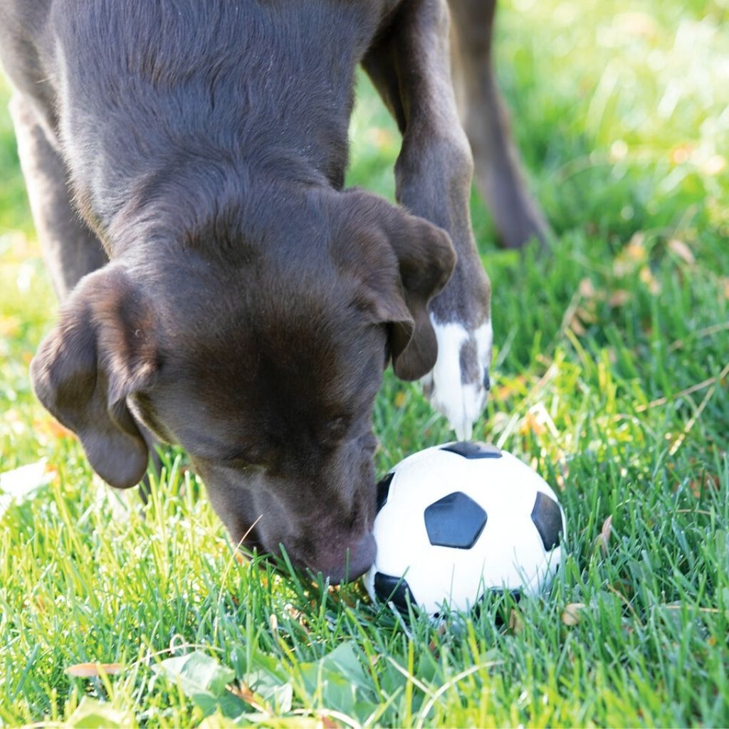 Planet Dog Fussball für Hunde - nachhaltiges Hundespielzeug bei Fairtails