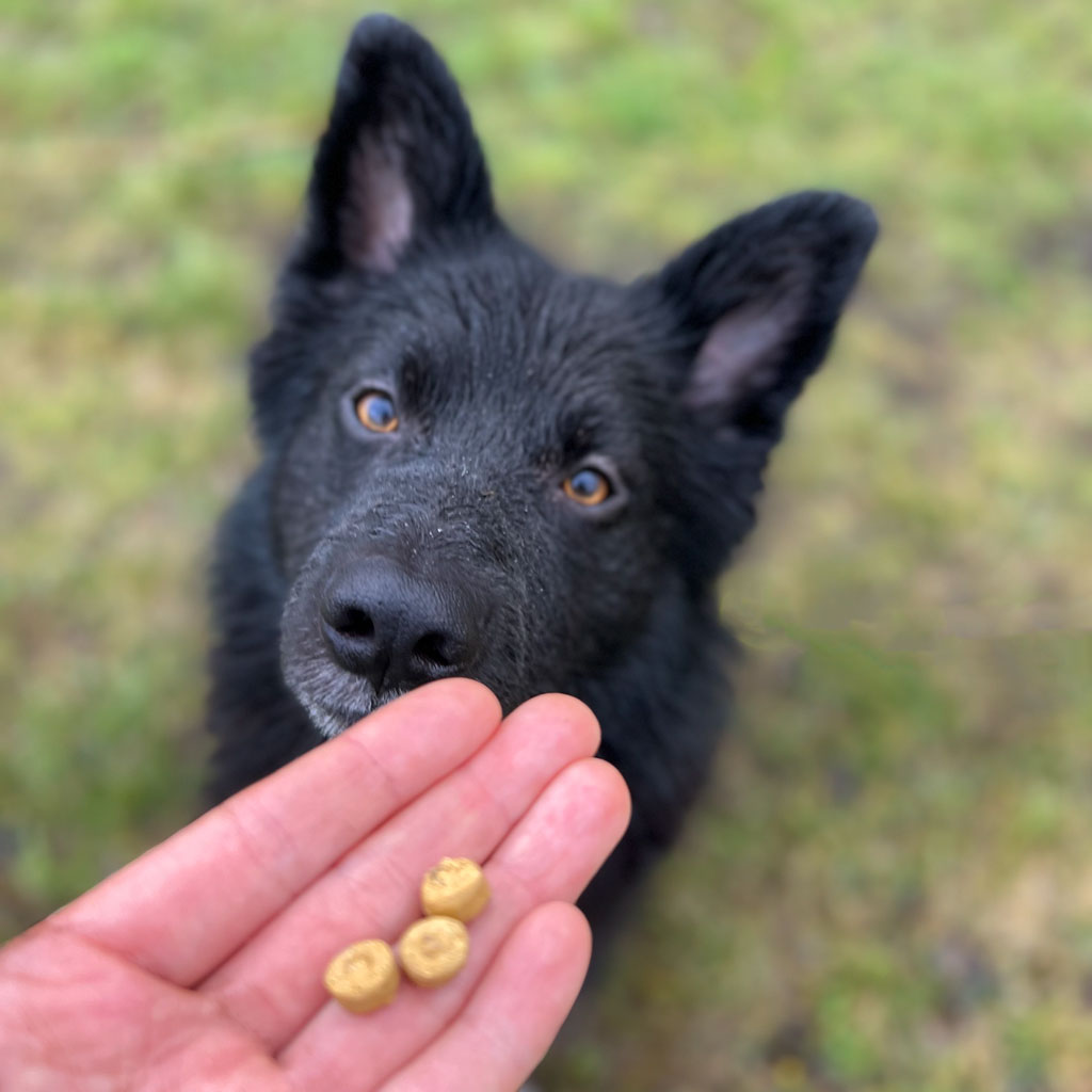 Vegane Hundeleckerli, vegane Hundesnacks bei Fairtails