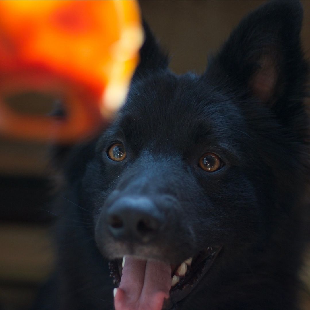 Veganes Schweineohr bei Fairtails