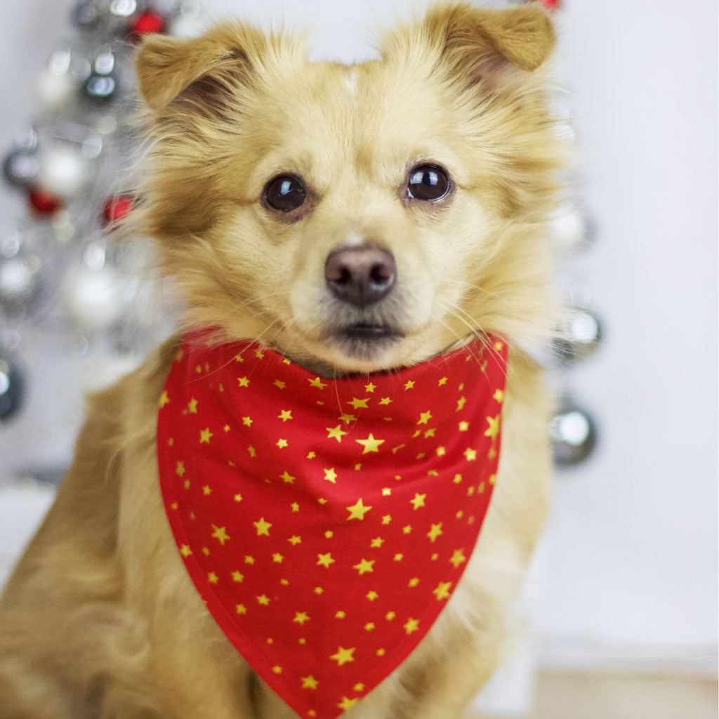 Wendehalstuch "Jolly Foxy" - FairTails