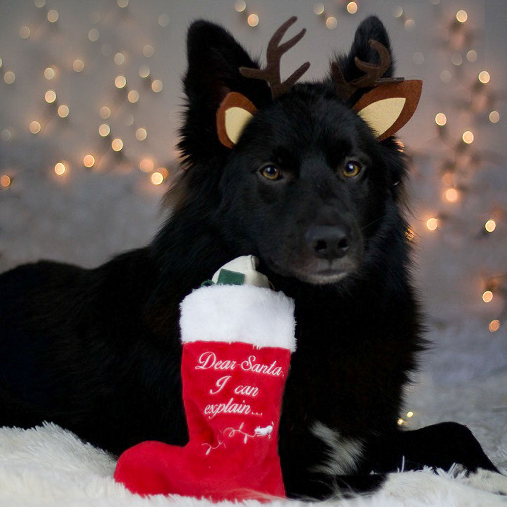 P.L.A.Y. Weihnachtsspielzeug für Hunde -Good Dog Stocking - FairTails