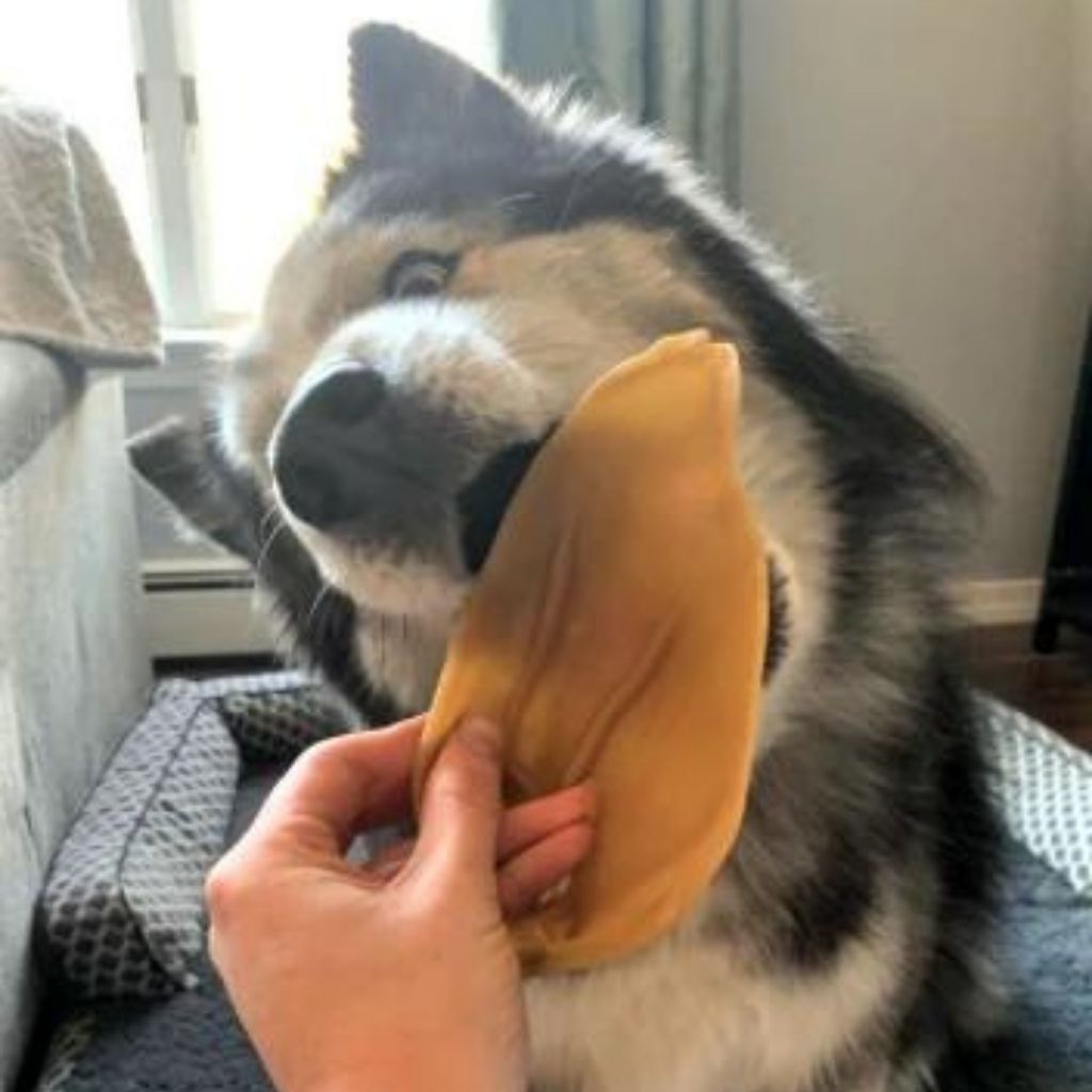 Whimzees Veggie Ear - veganes Schweineohr Kausnack für Hund, vegane Kauartikel, vegane Kauknochen für Hunde bei bei FairTails