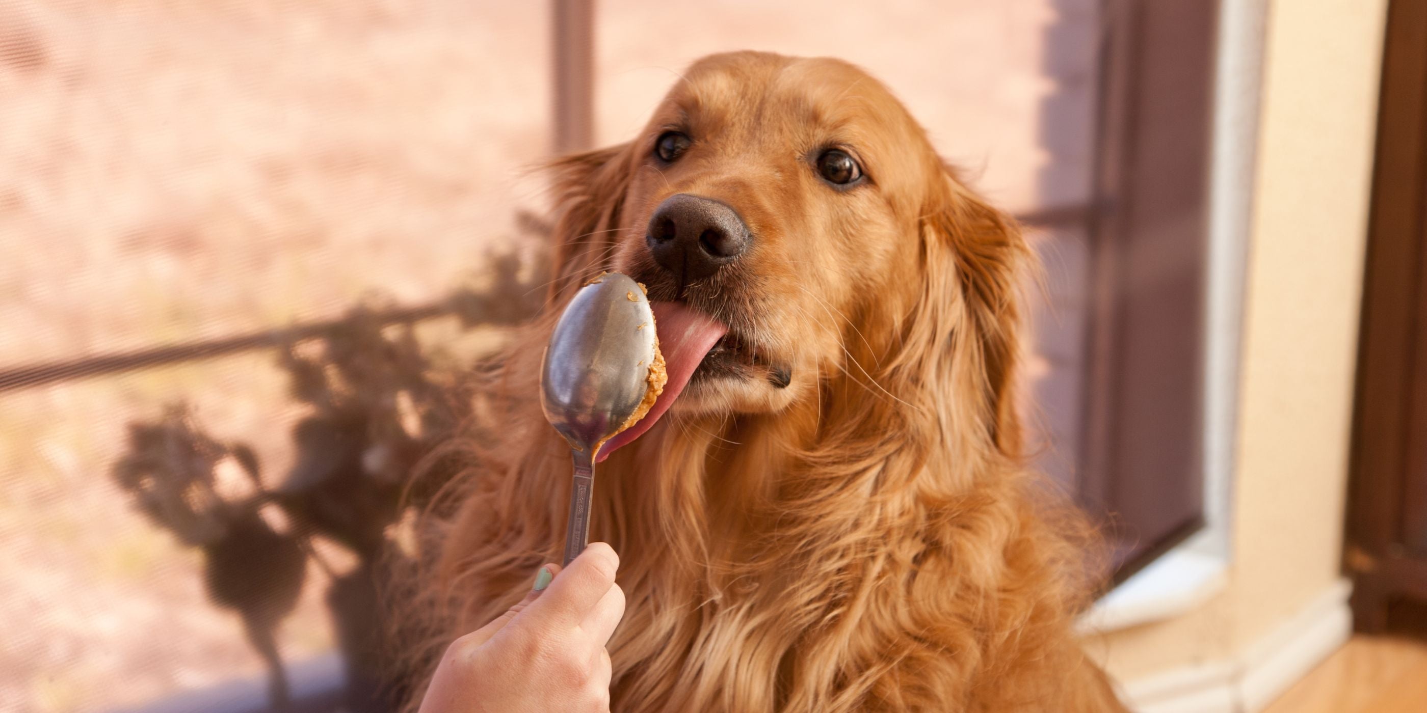 Dürfen Hunde Erdnussbutter essen? 