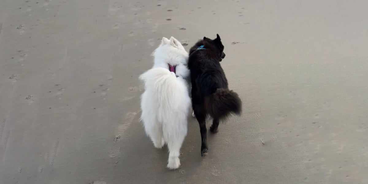 Silvesterabenteuer mit Hunden in Zeeland