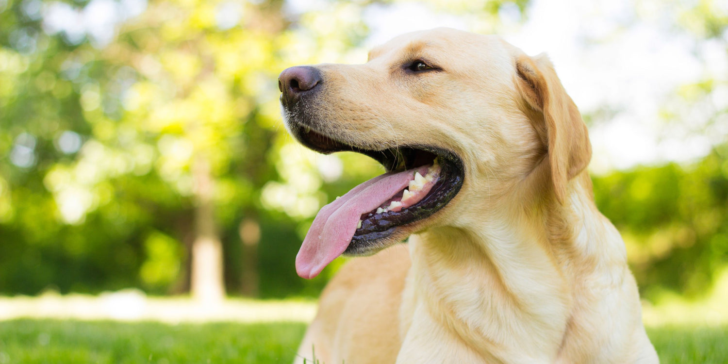Sommer, Sonne, Hundespaß - Wie du deinen Vierbeiner bei Hitze schützt
