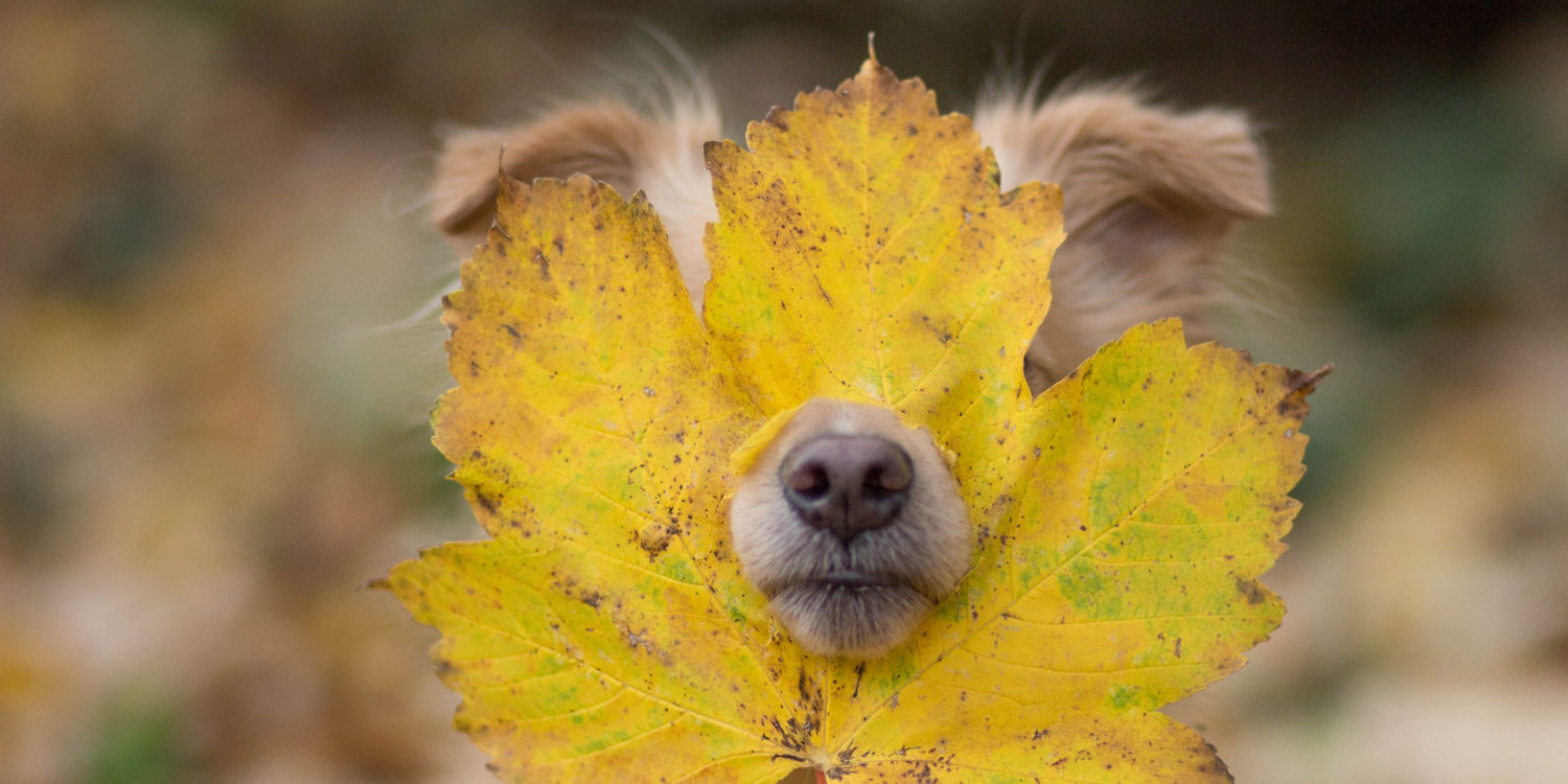 Herbstlaub und Hunde: Risiken und wie du deinen Hund schützt