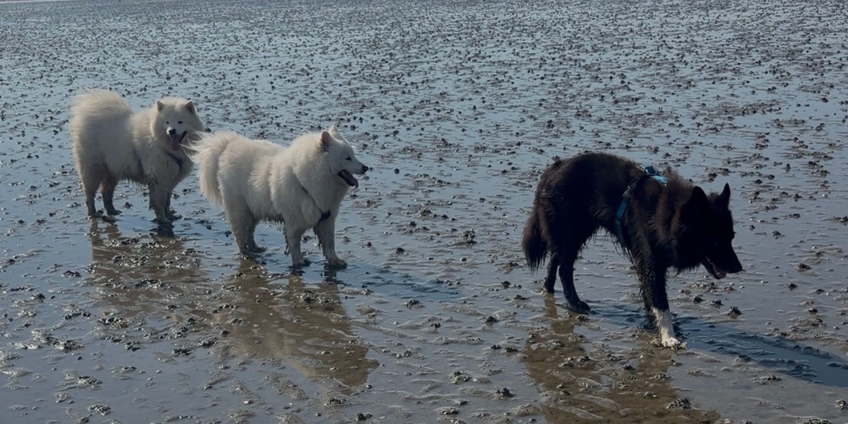 Sahlenburg mit Hund – Wattenmeer, Sandstrand und Wald