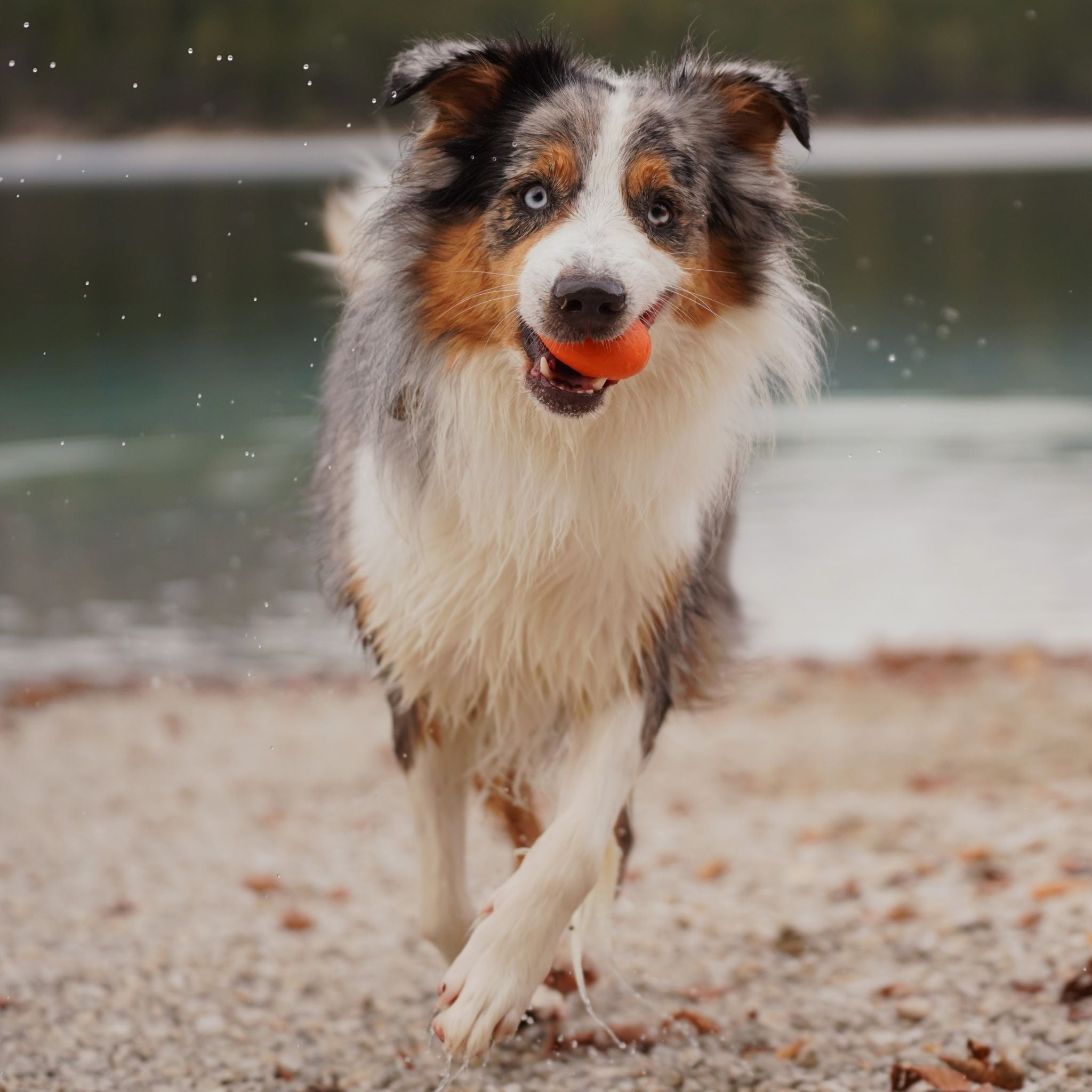 Wasserspielzeug Hund | Hundespielzeug bei Fairtails
