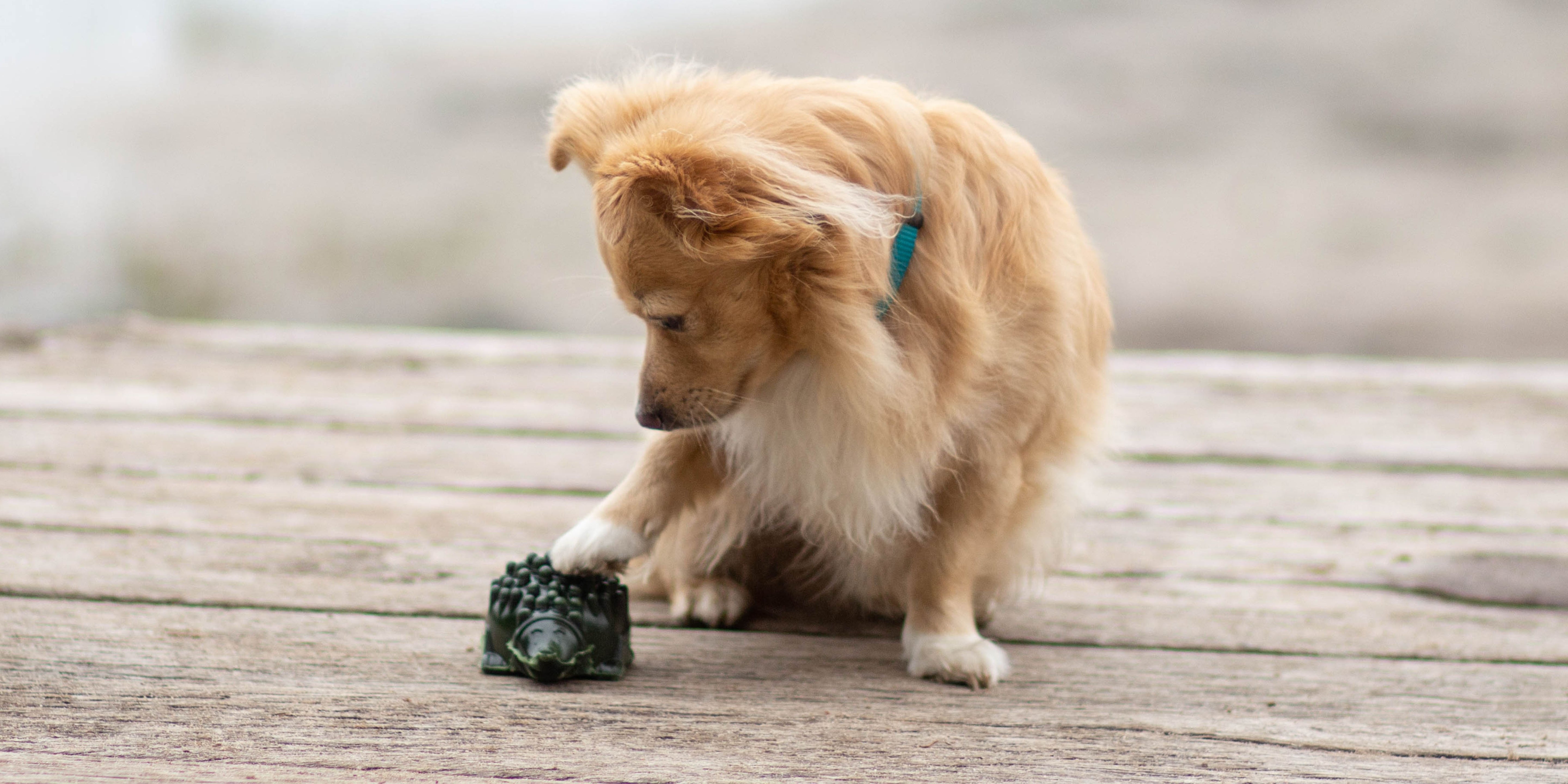 Veganer Onlineshop für Hunde - Fairtails vegane Hundeleckerli, Kauartikel Hund