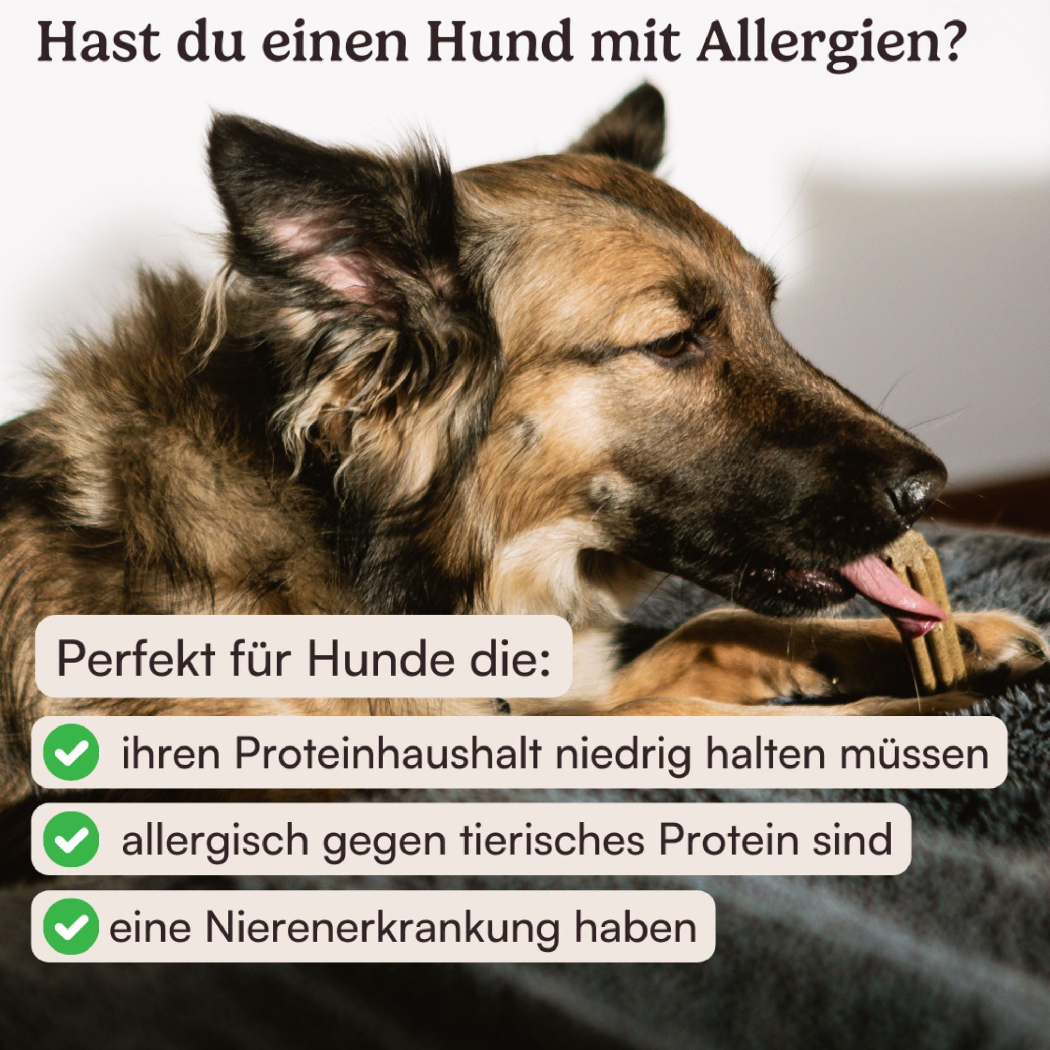 Hunderunde Dental Bundle - vegane Hundesticks