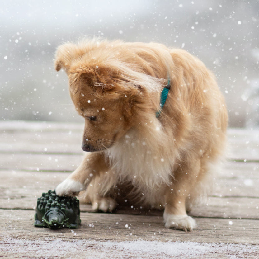 Veganer Kausnack für Hunde Antos Cerea Igel bei FairTails