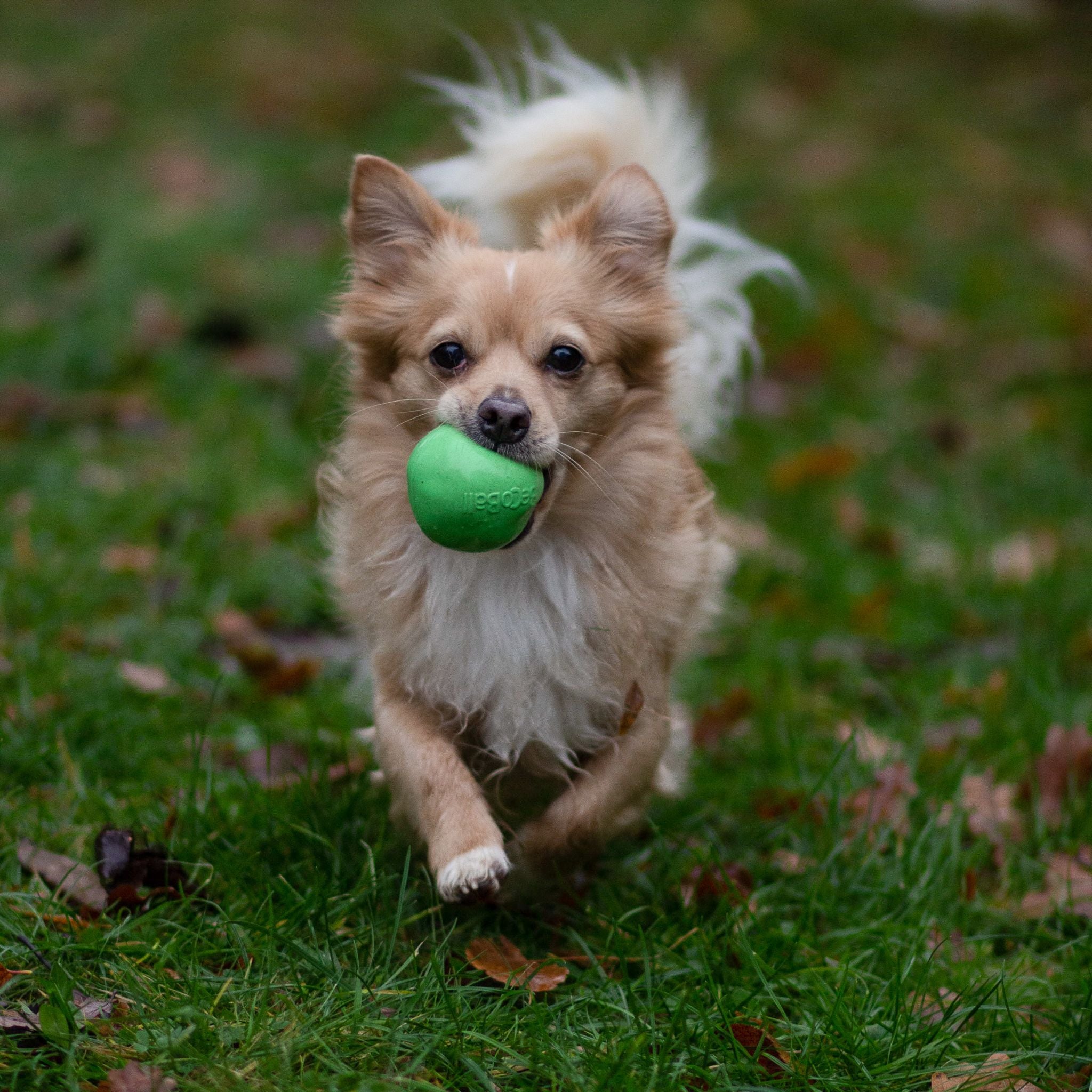 Beco Pets nachhaltiges Hundespielzeug bei Fairtails